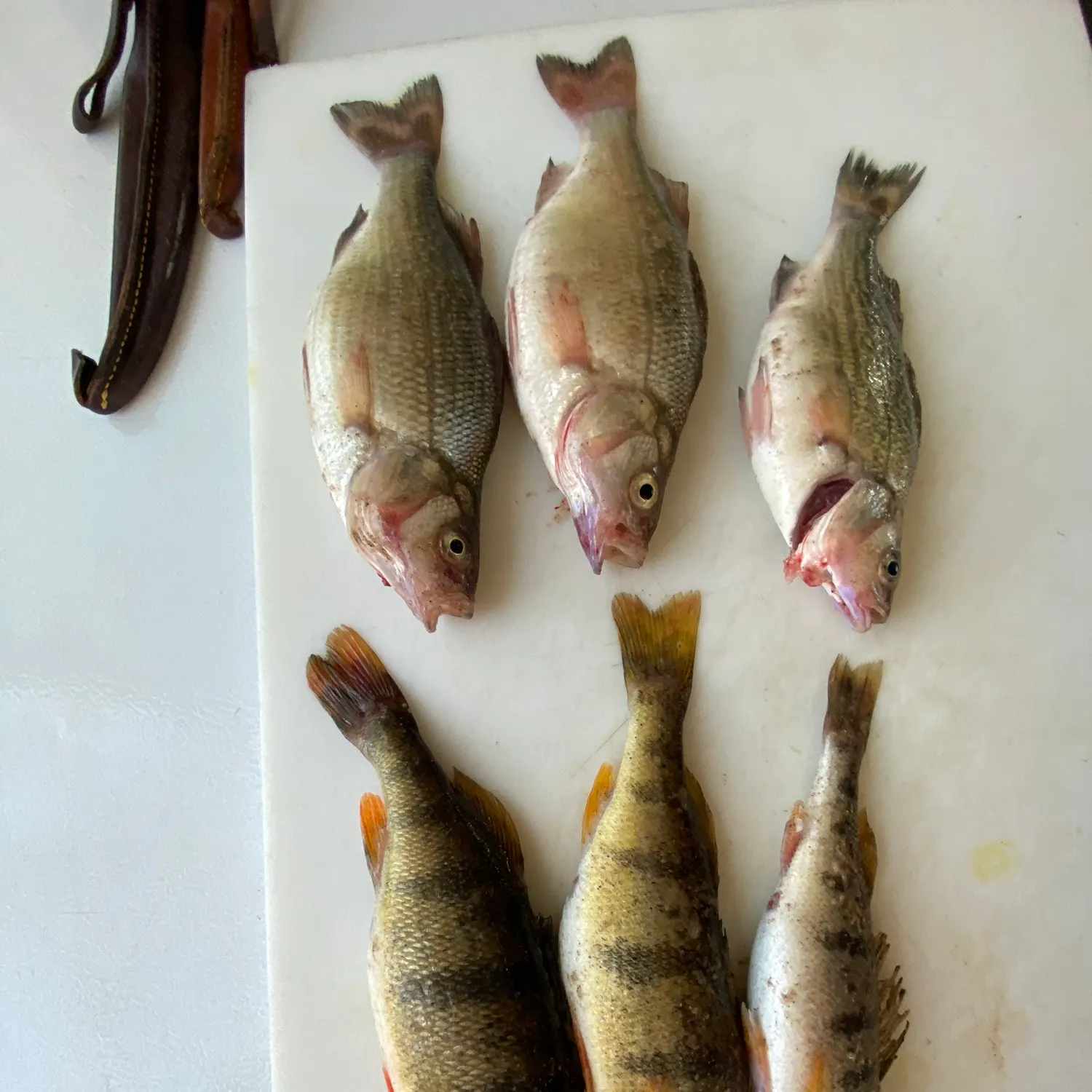 recently logged catches