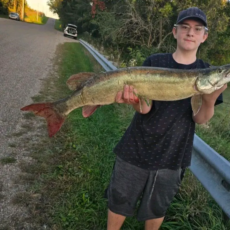 Muskie caught on Fishbrain