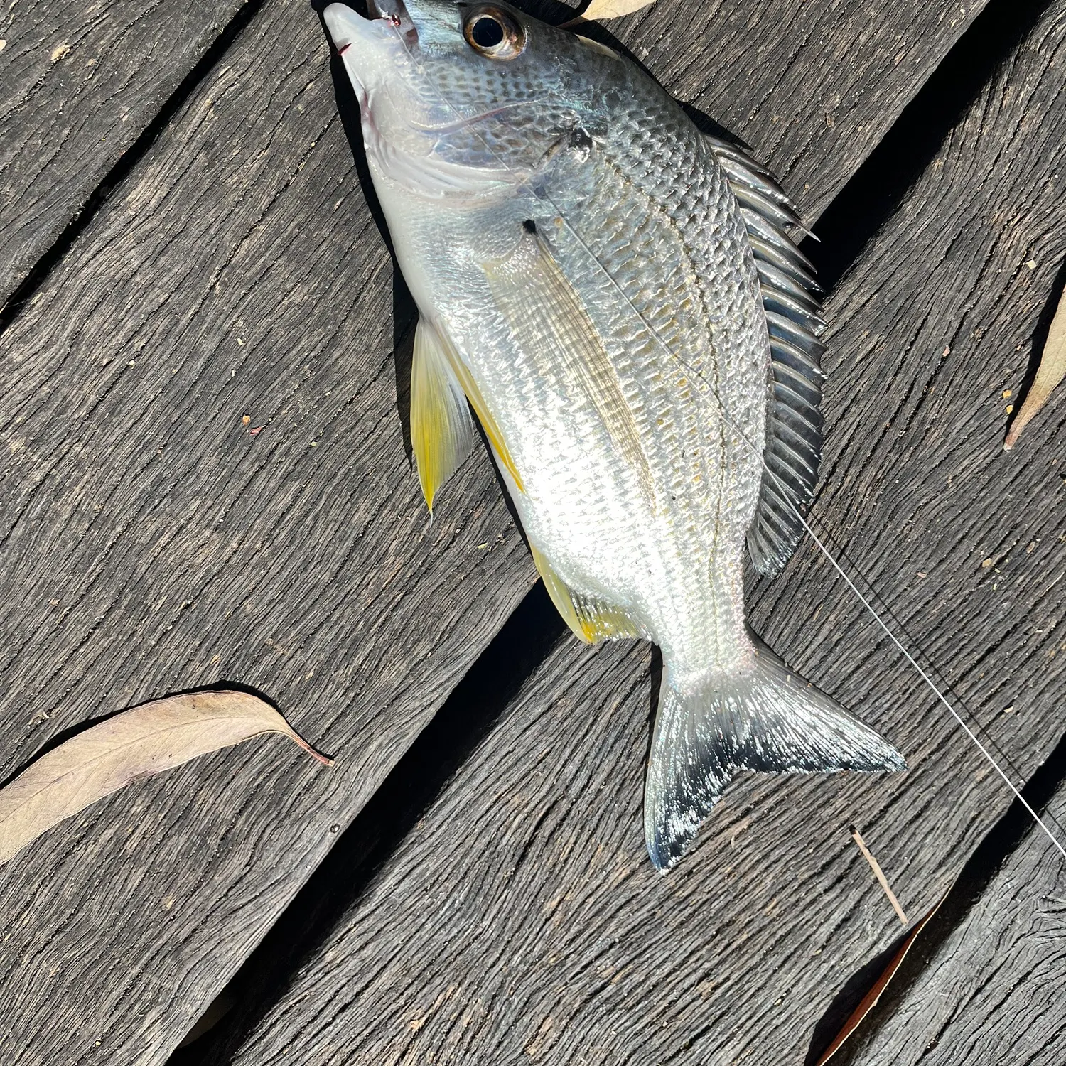 Surf bream caught on Fishbrain