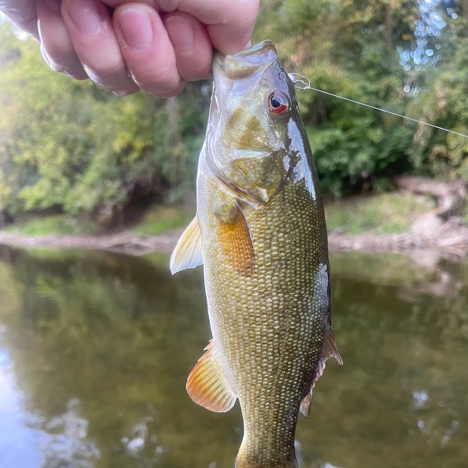 Smallmouth bass caught on Fishbrain