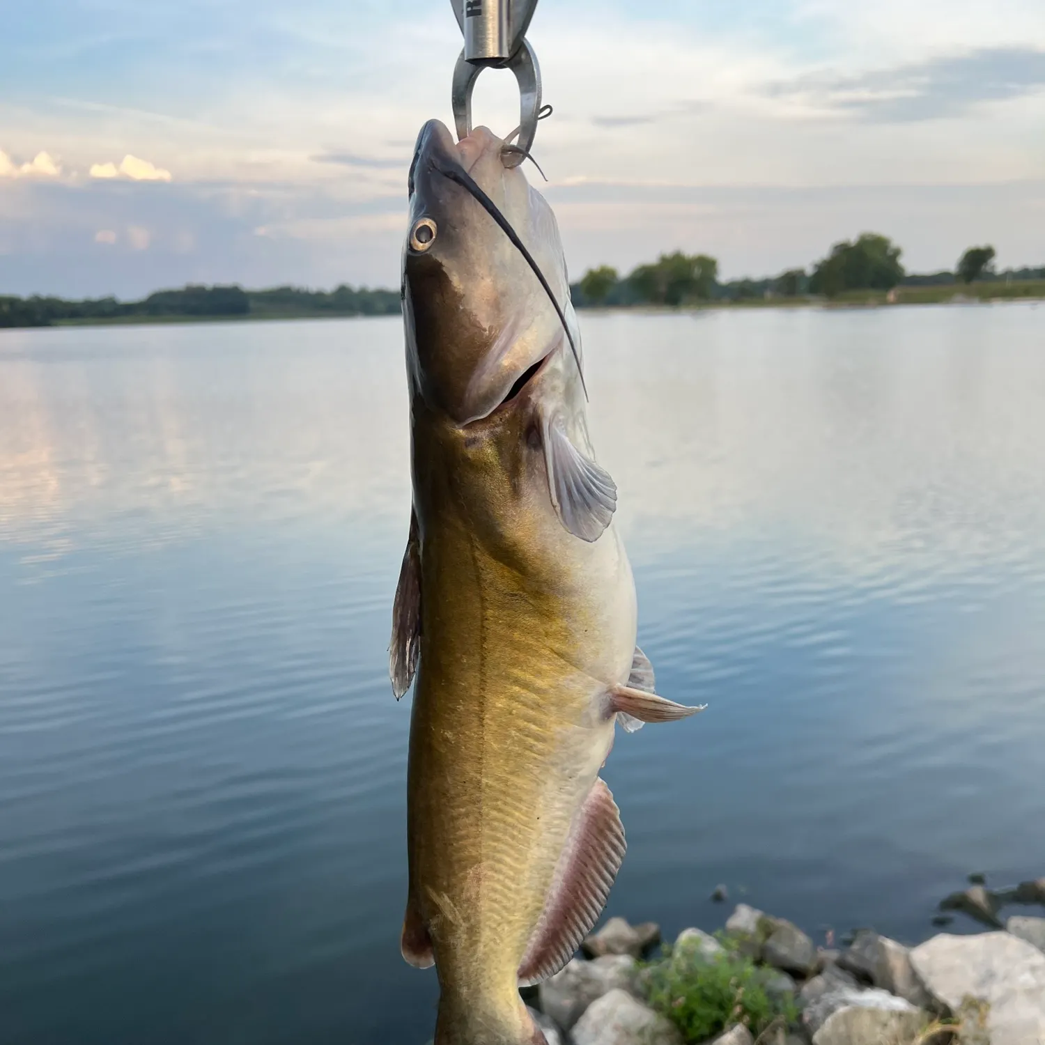 Channel catfish caught on Fishbrain