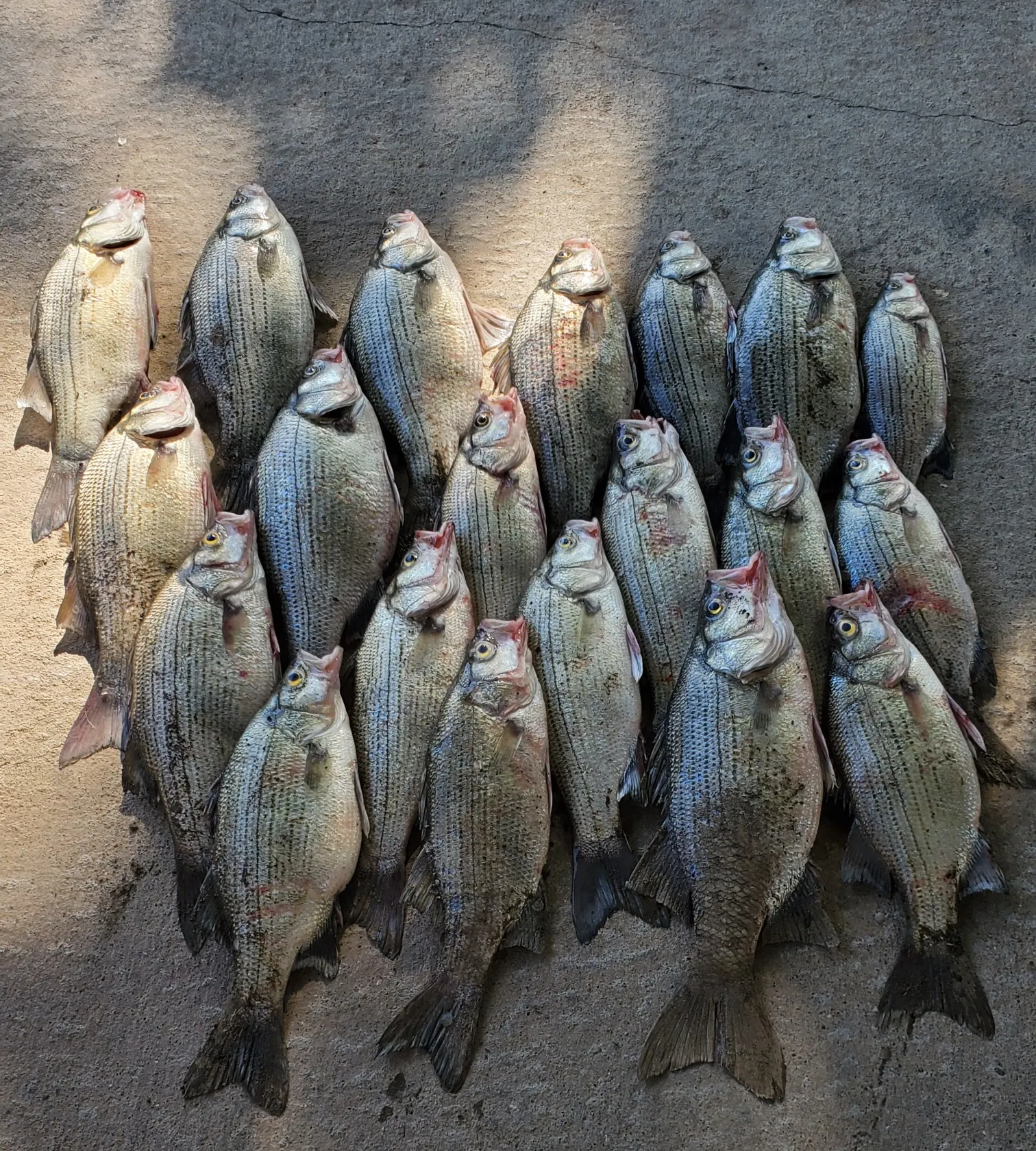 recently logged catches