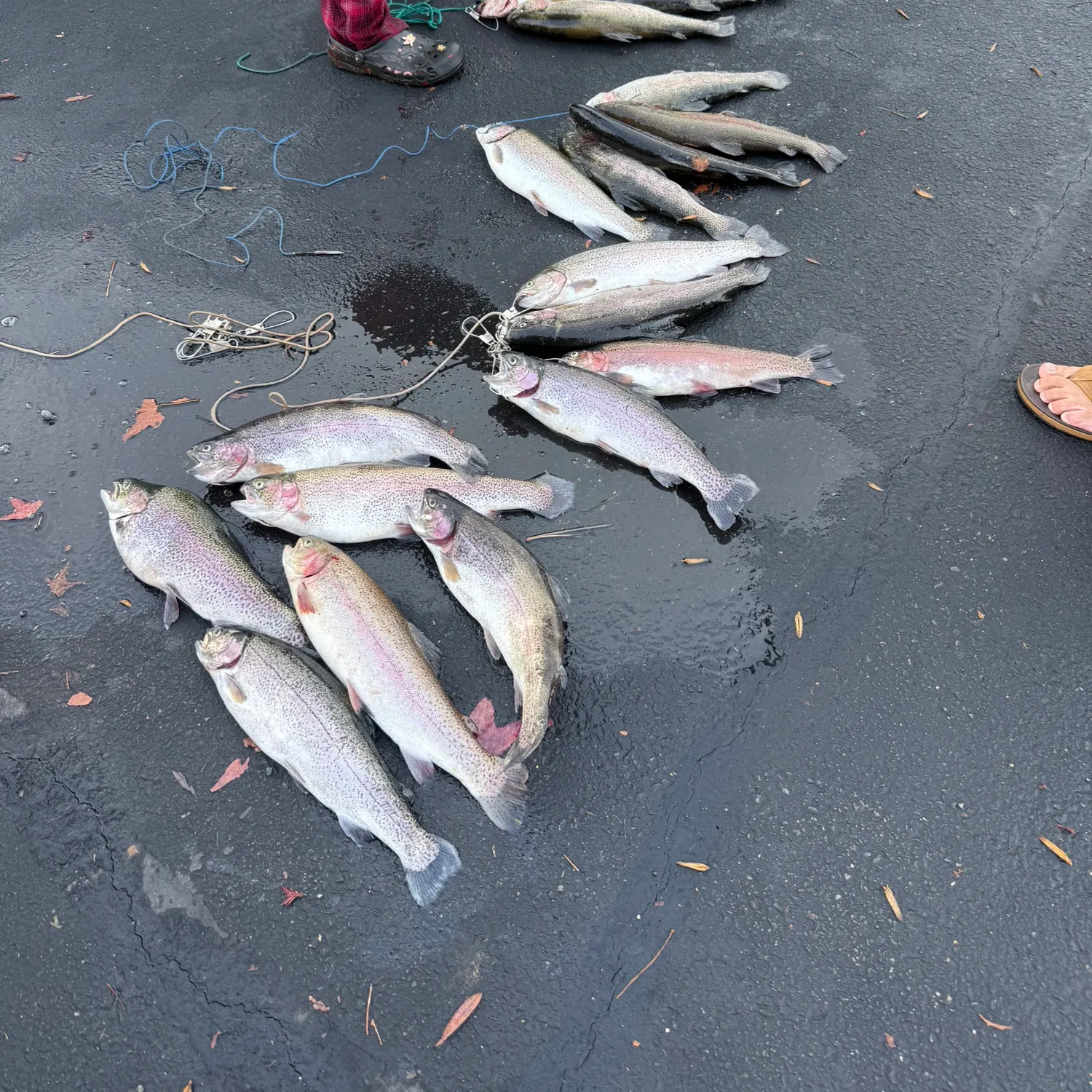 recently logged catches