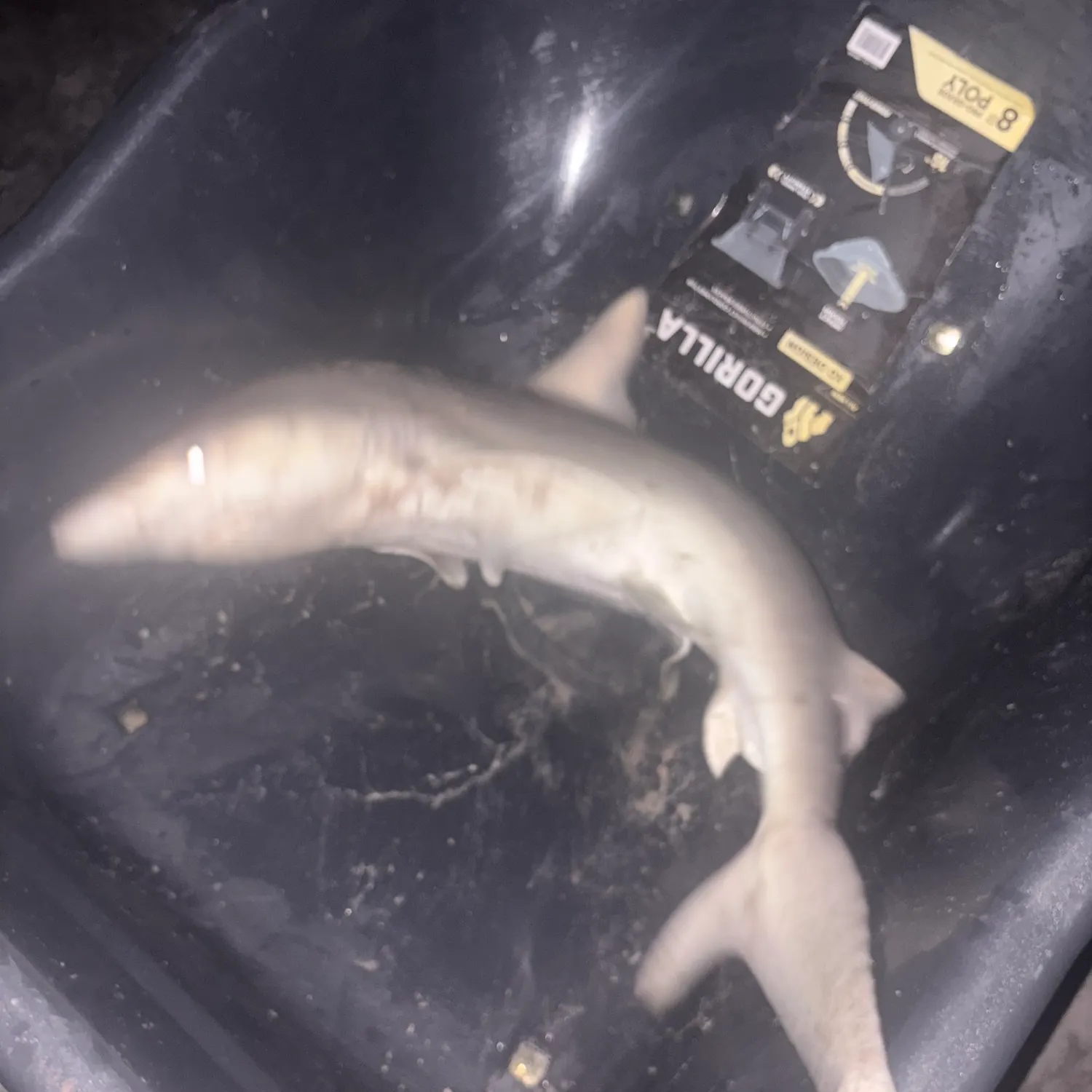 Sandbar shark caught on Fishbrain