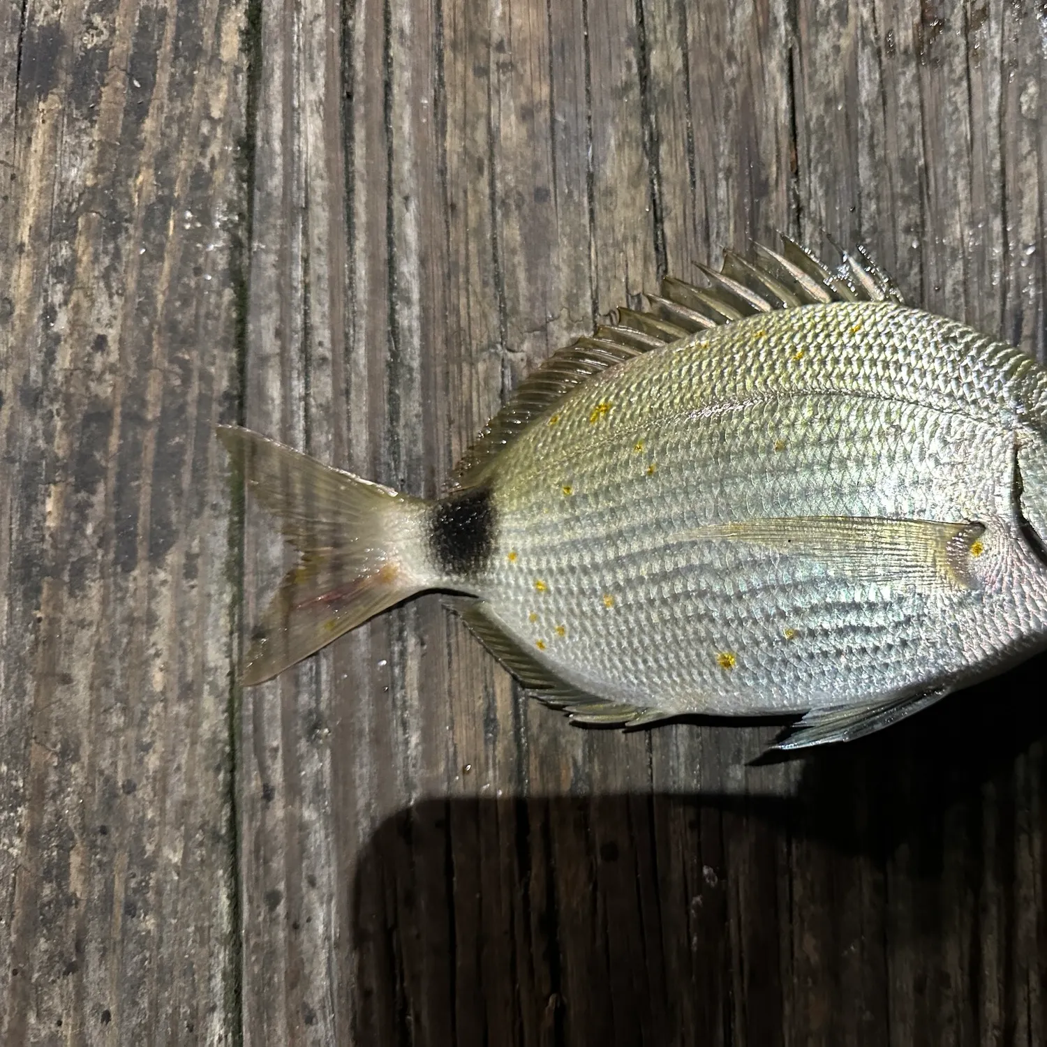Spottail seabream caught on Fishbrain