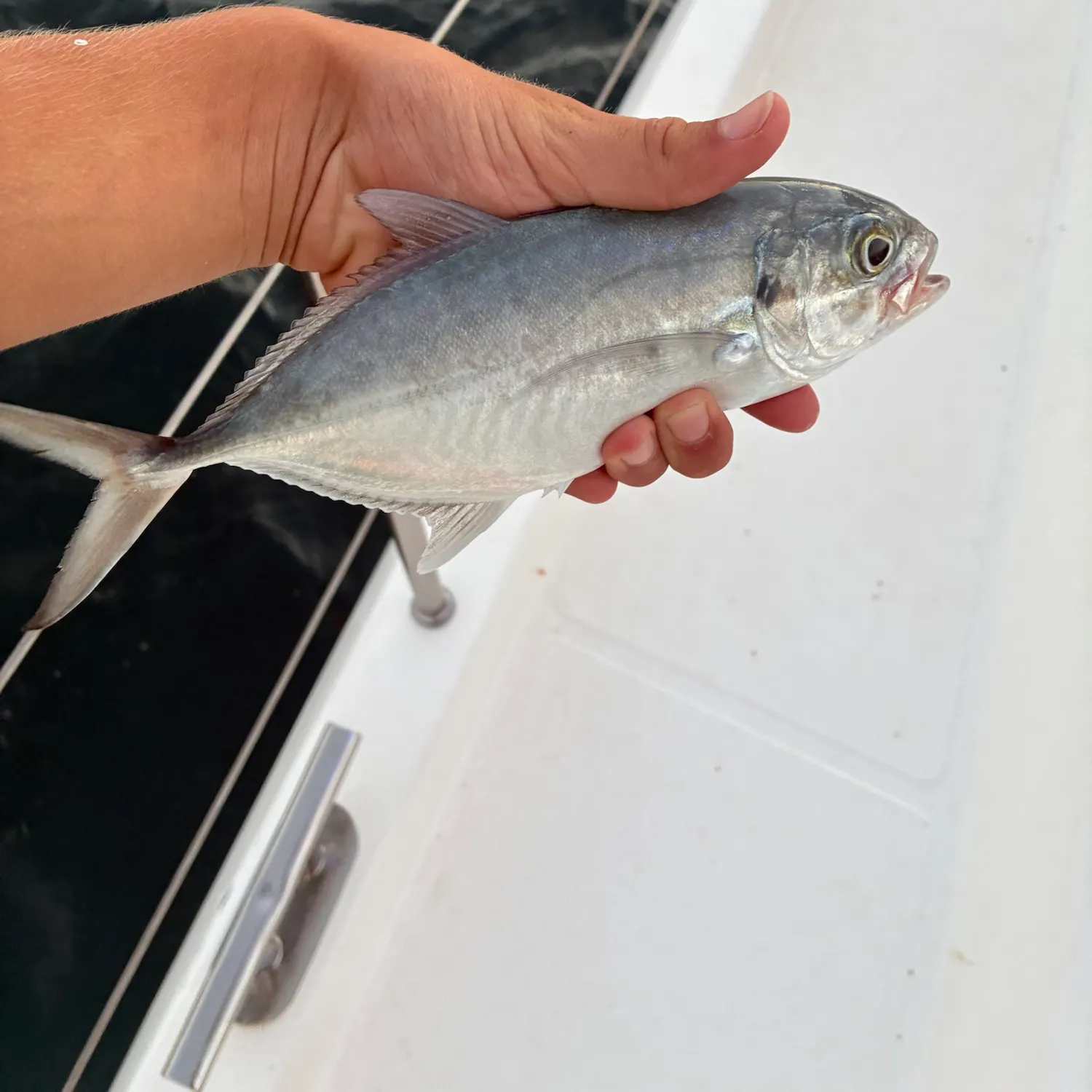 The most recent Blue runner catches on Fishbrain