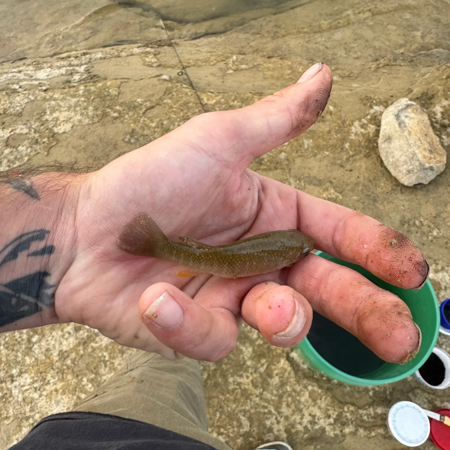 Gulf killifish caught on Fishbrain
