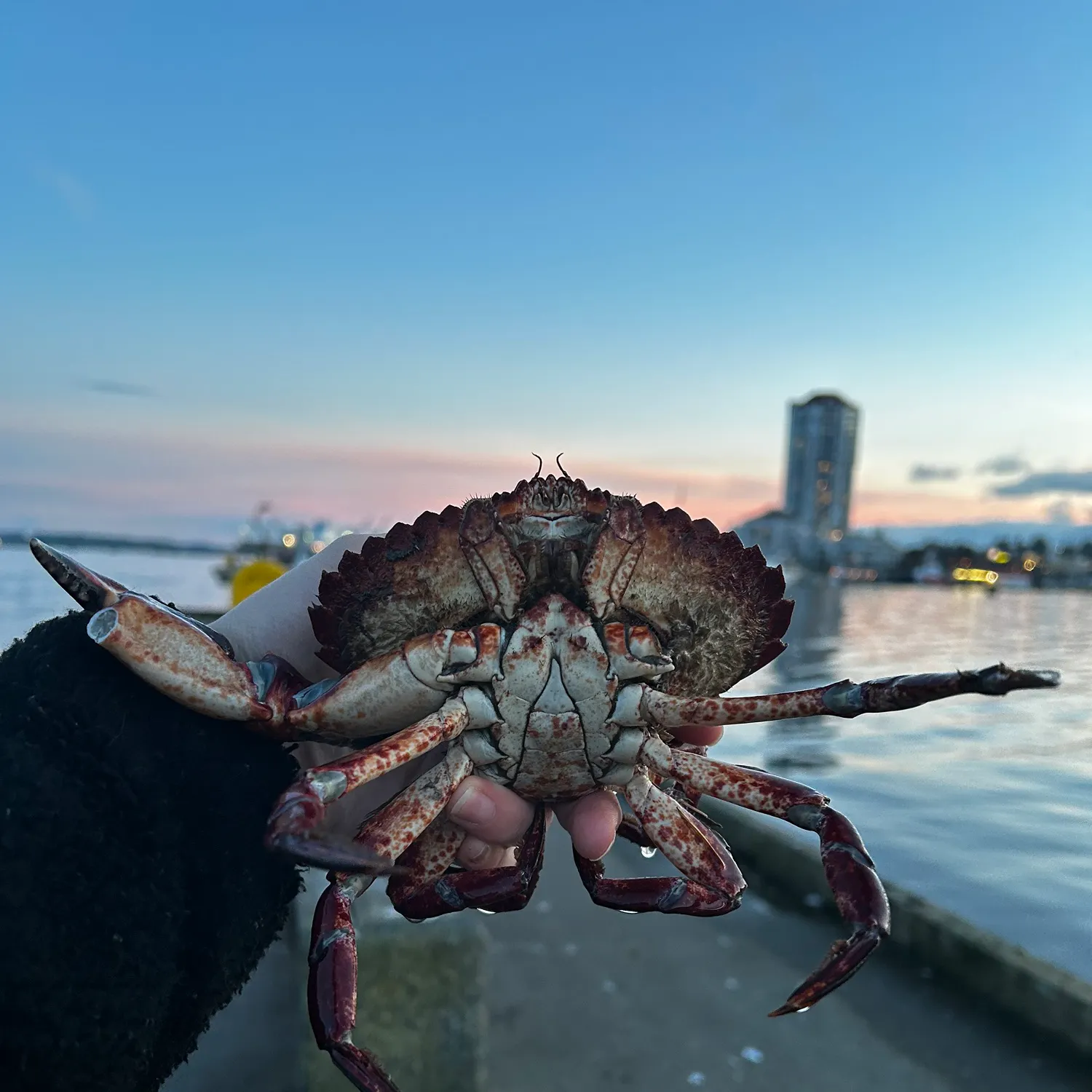 The most recent Red rock crab catches on Fishbrain