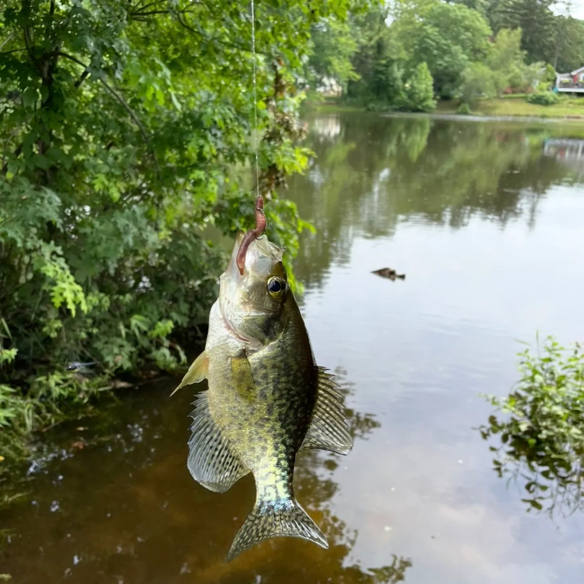 Black crappie caught on Fishbrain