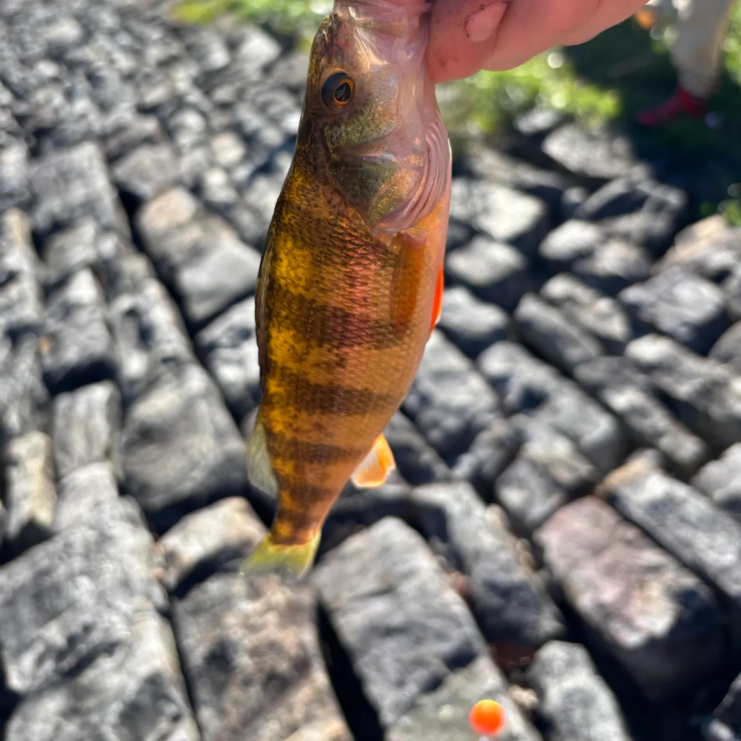 Yellow perch caught on Fishbrain
