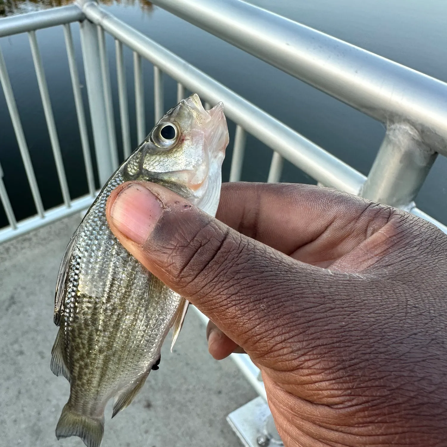 White perch caught on Fishbrain