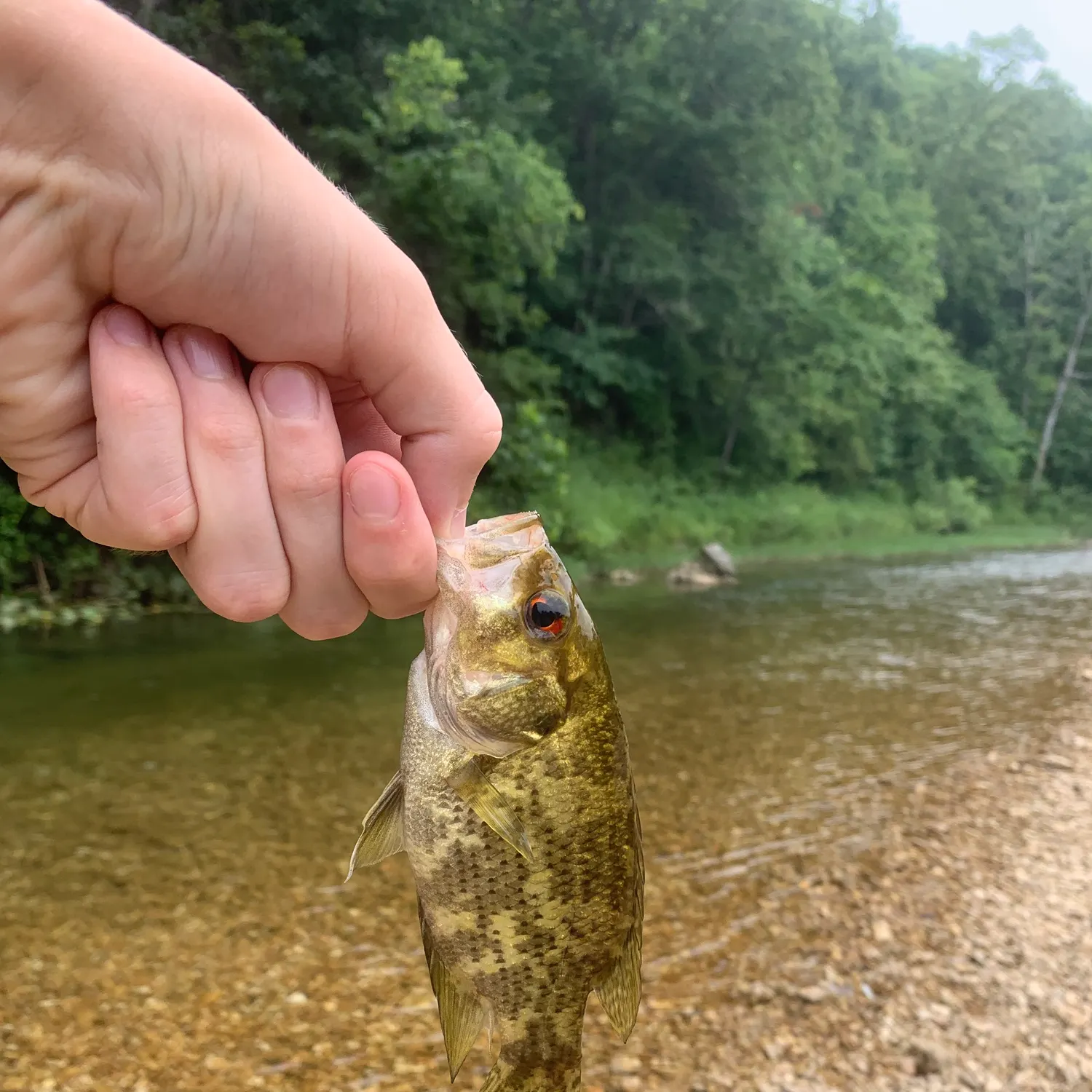 The most recent Ozark bass catches on Fishbrain