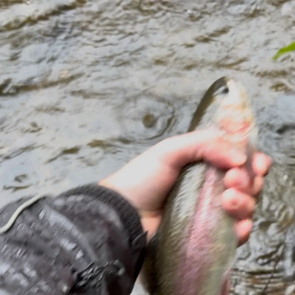 Rainbow trout caught on Fishbrain