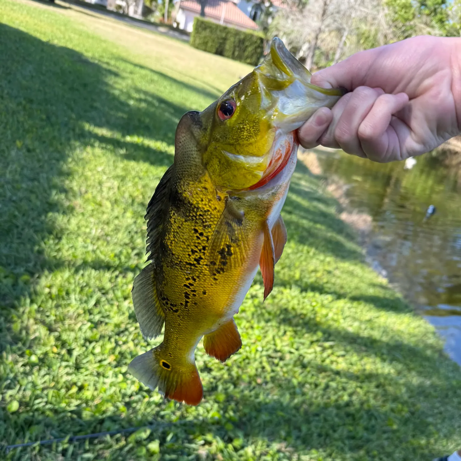 most liked catch image