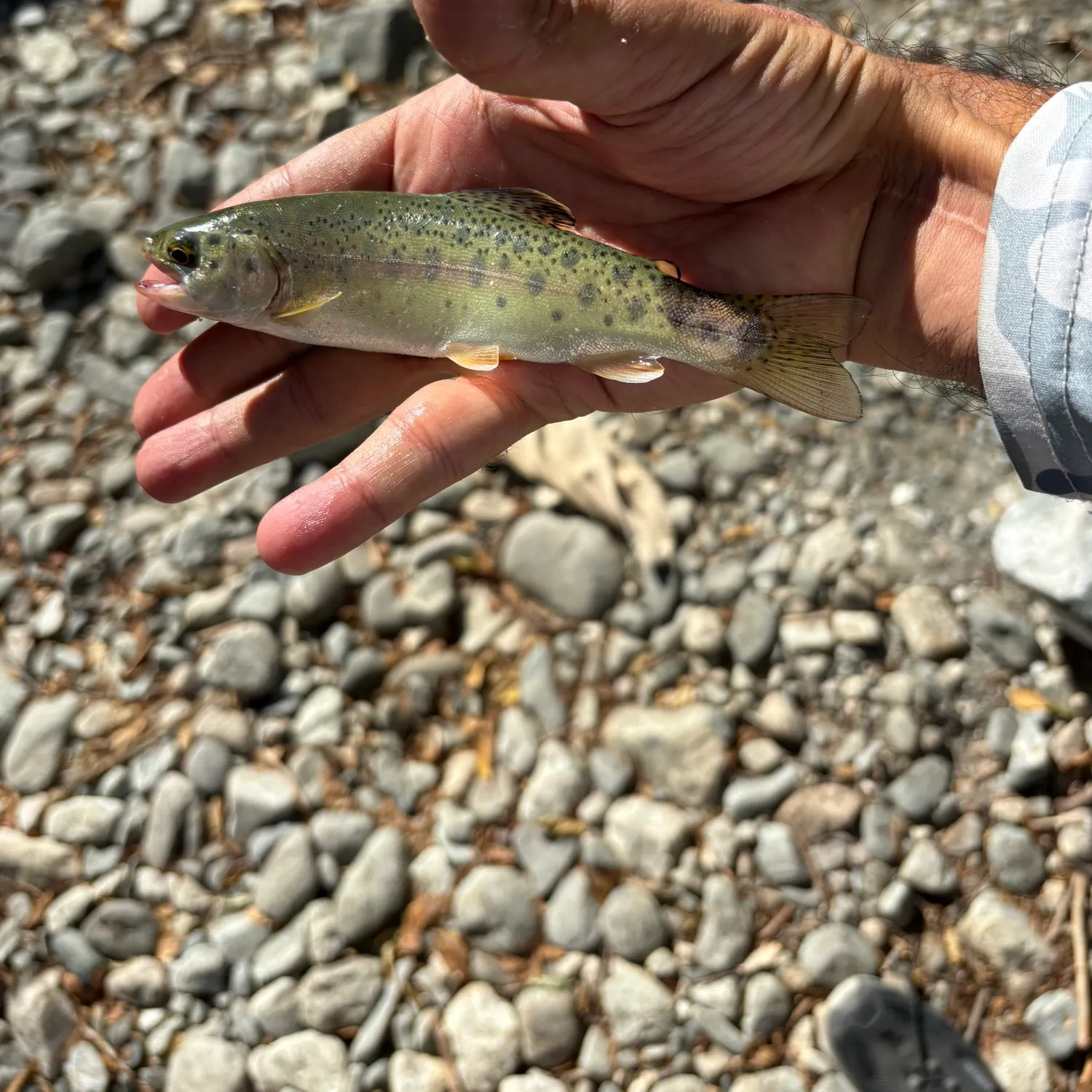 Rainbow trout caught on Fishbrain