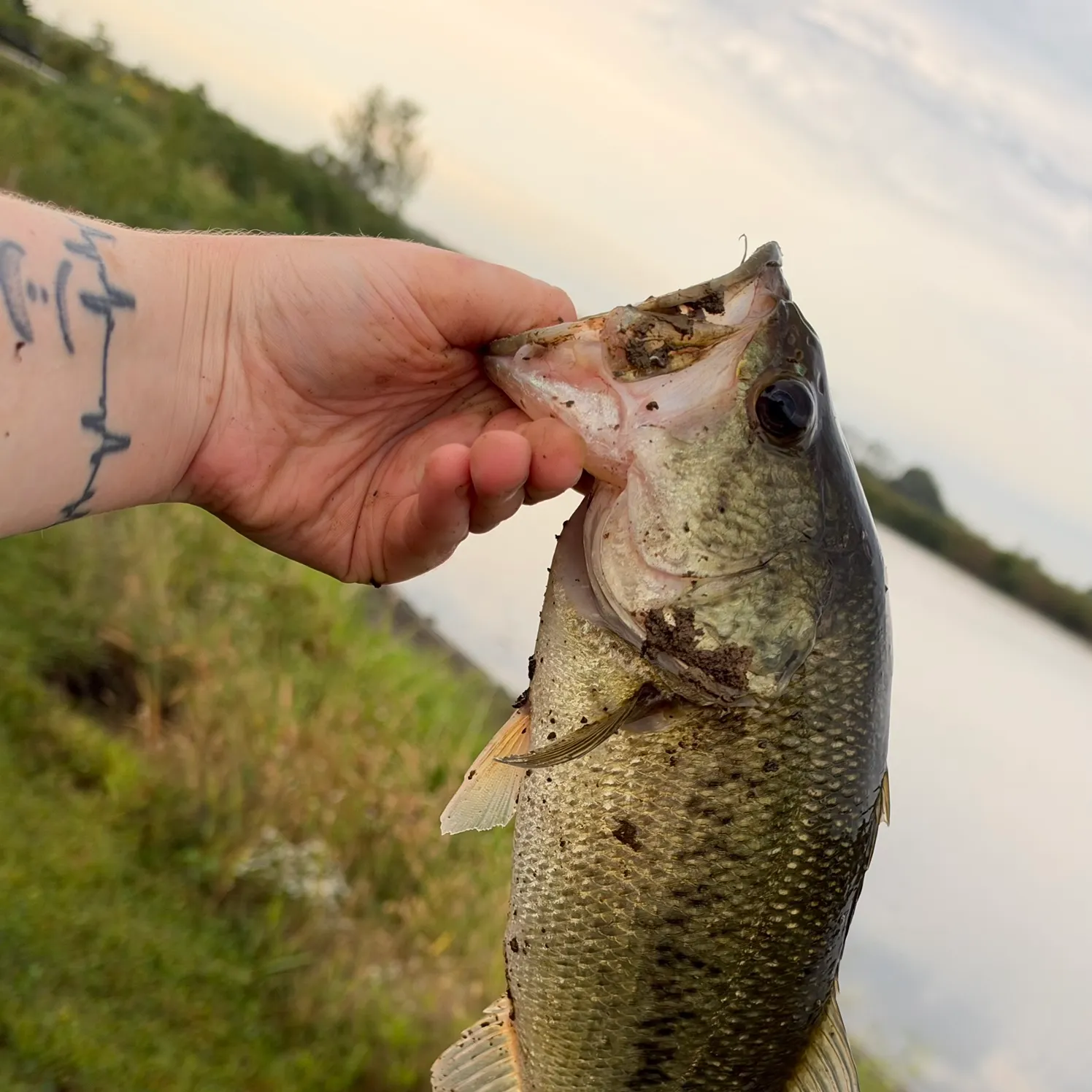 Largemouth bass caught on Fishbrain