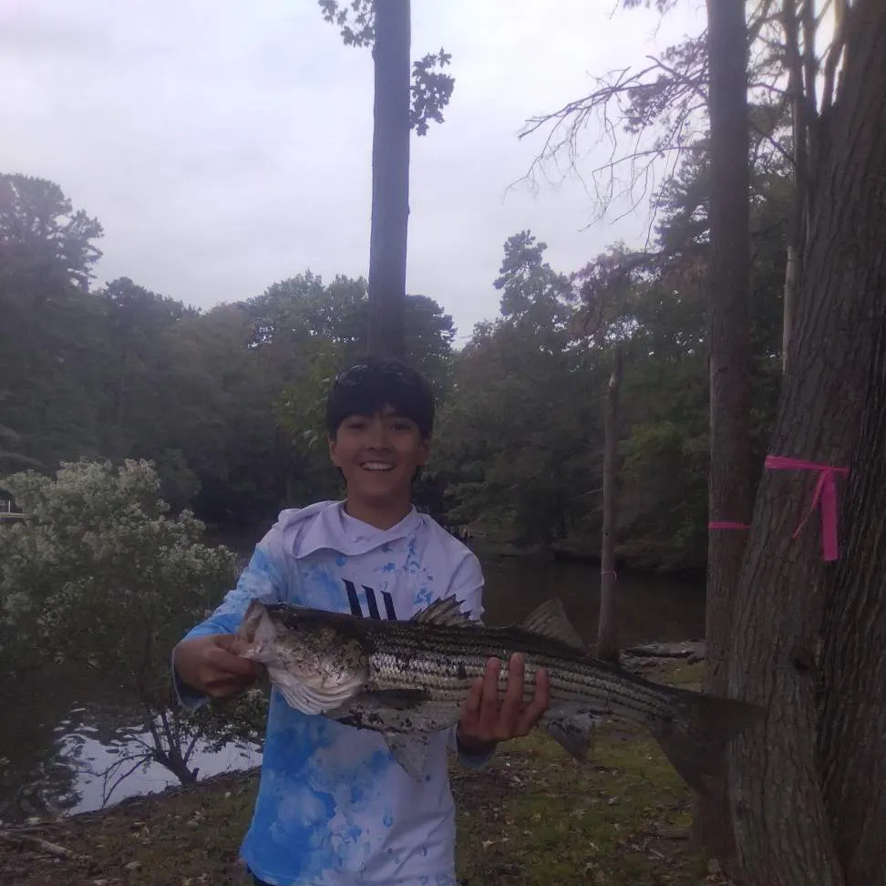 Striped bass caught on Fishbrain