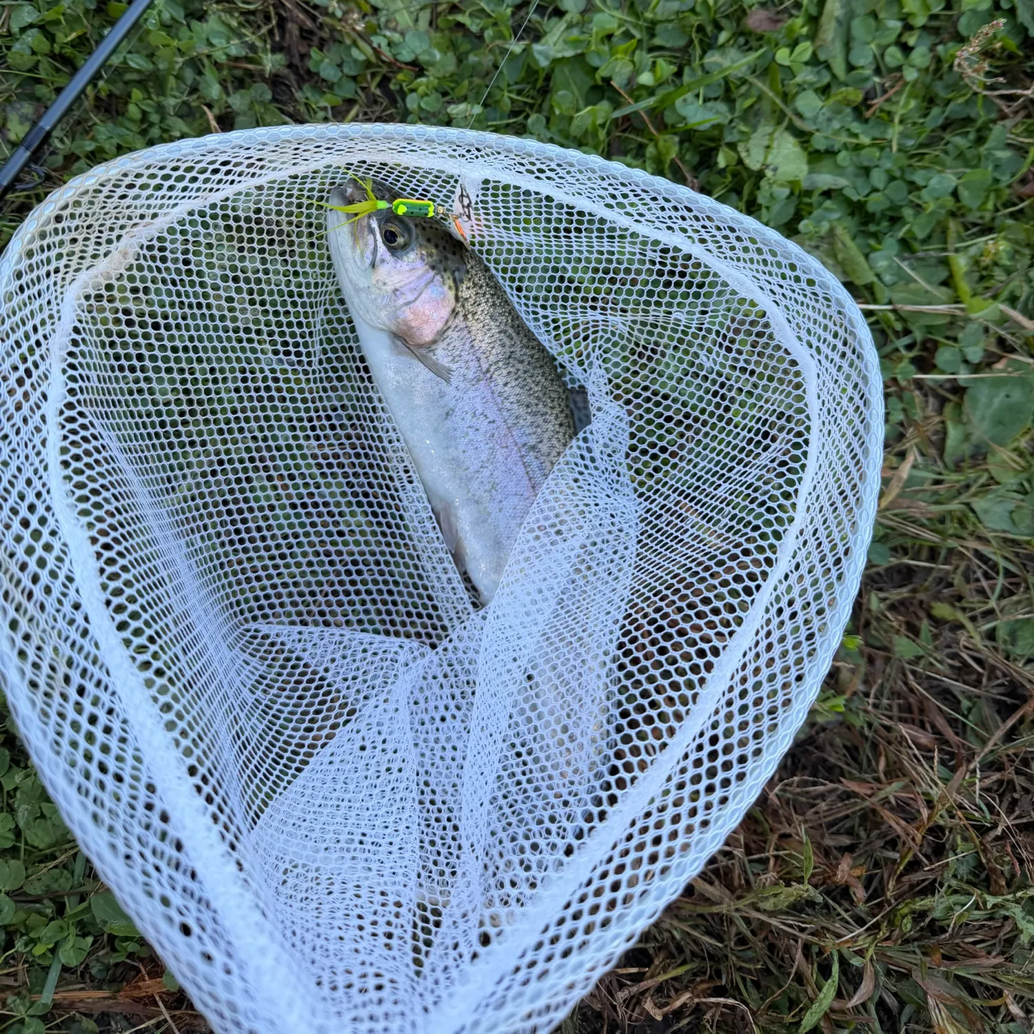 Rainbow trout caught on Fishbrain