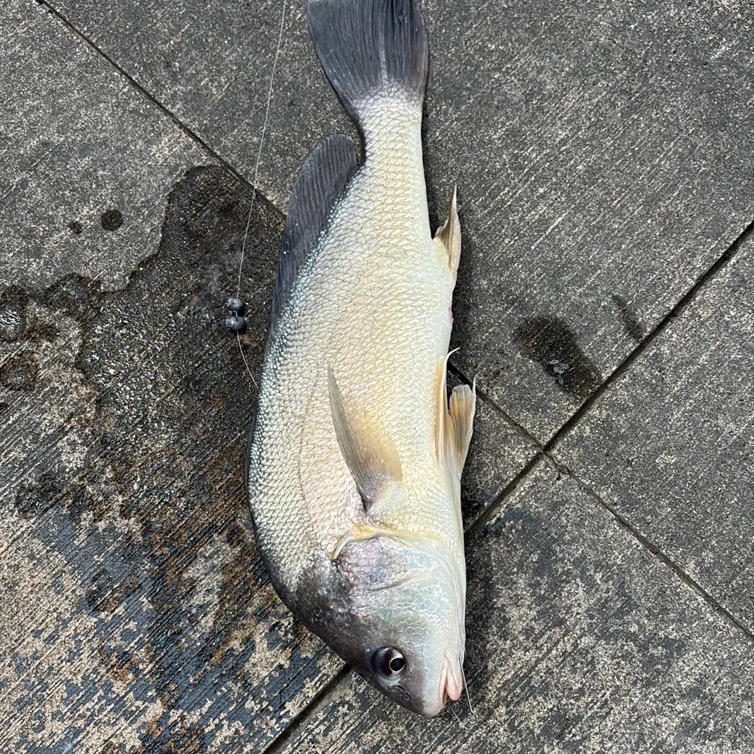 The most recent Freshwater drum catches on Fishbrain
