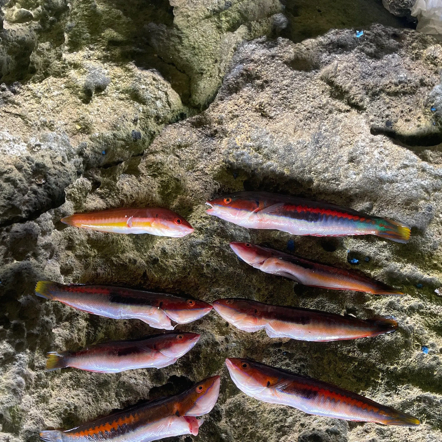 The most recent Mediterranean rainbow wrasse catches on Fishbrain