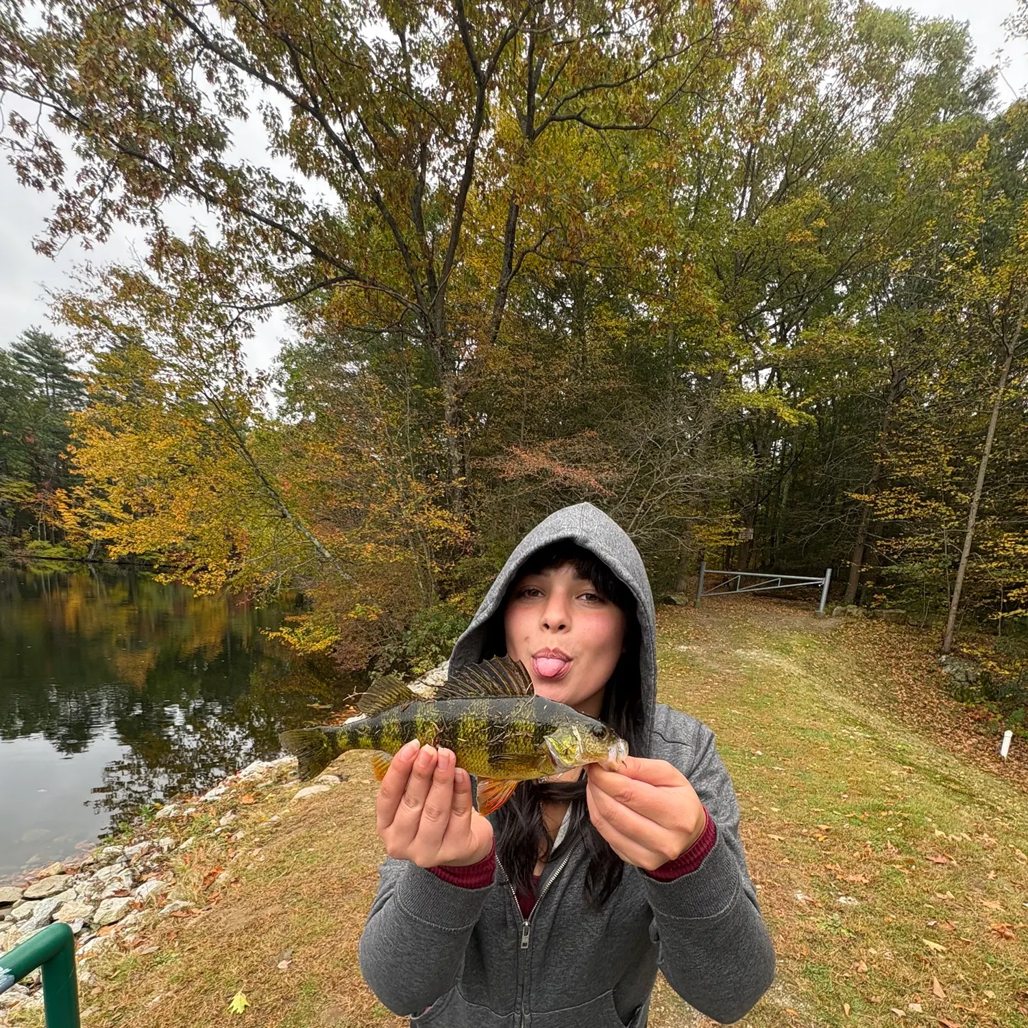 Yellow perch caught on Fishbrain