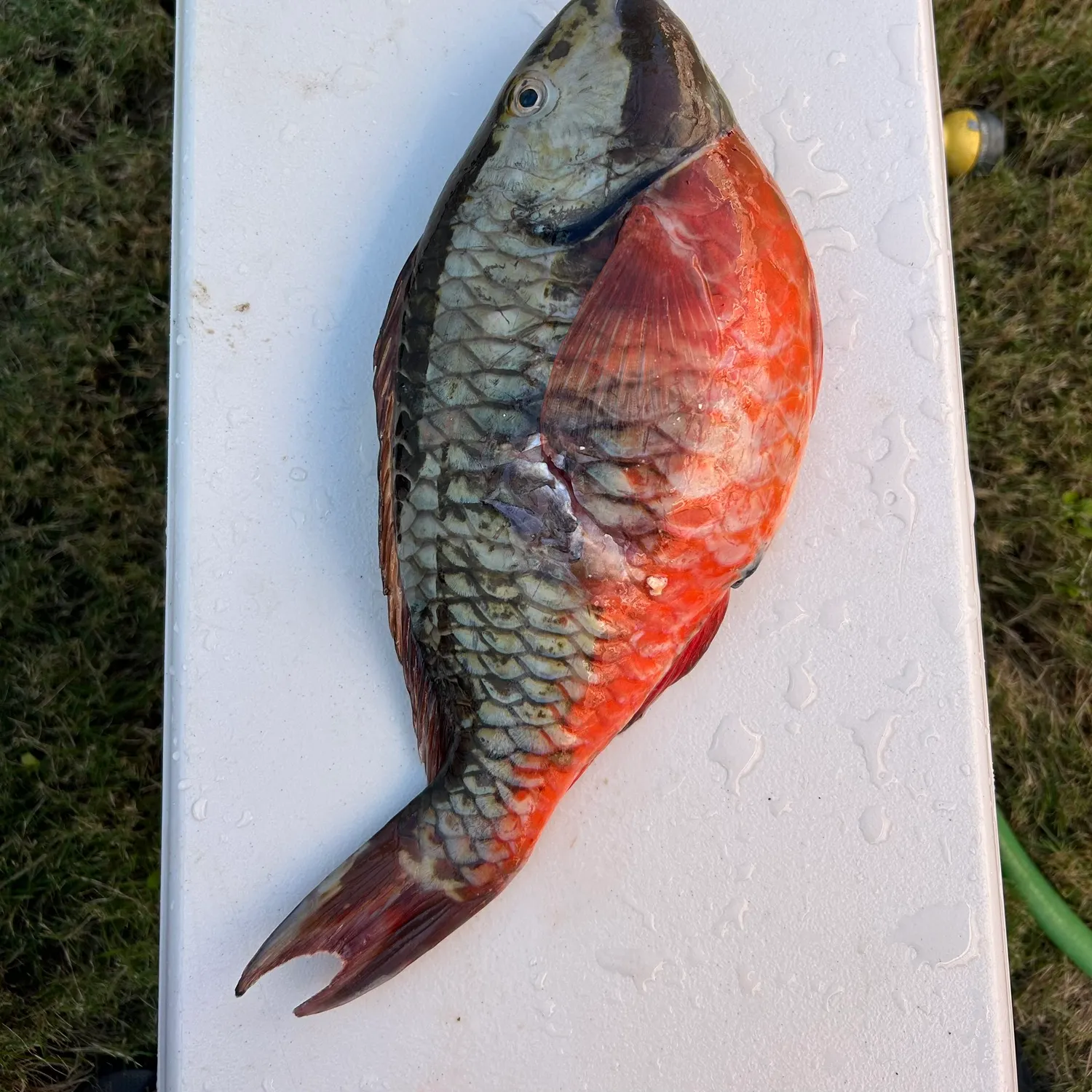 The most recent Redtail parrotfish catches on Fishbrain