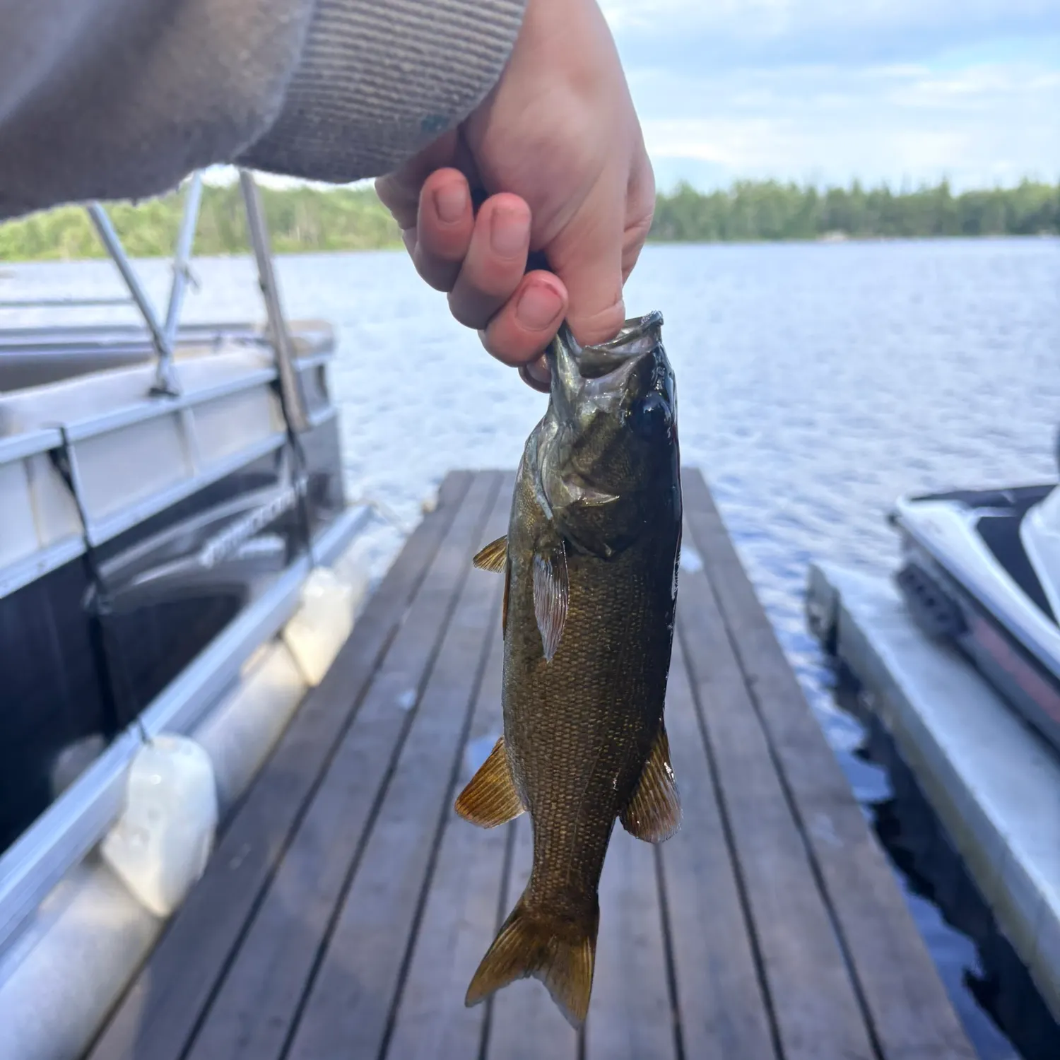 Smallmouth bass caught on Fishbrain