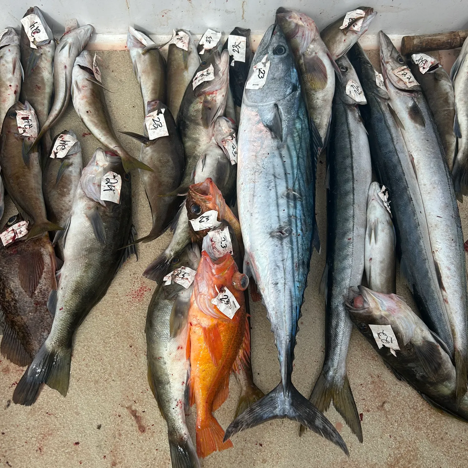 The most recent Pacific bonito catches on Fishbrain
