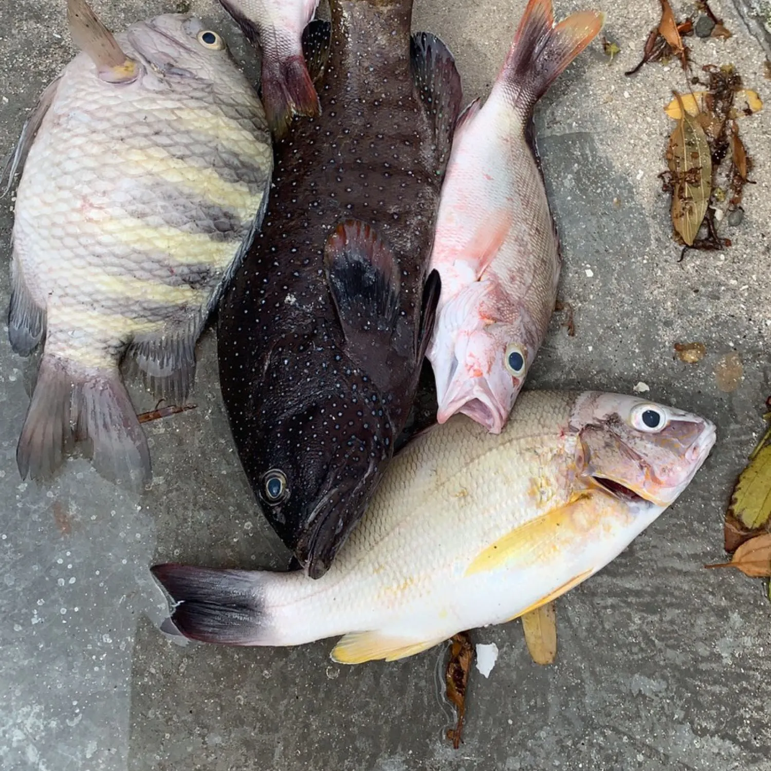 recently logged catches