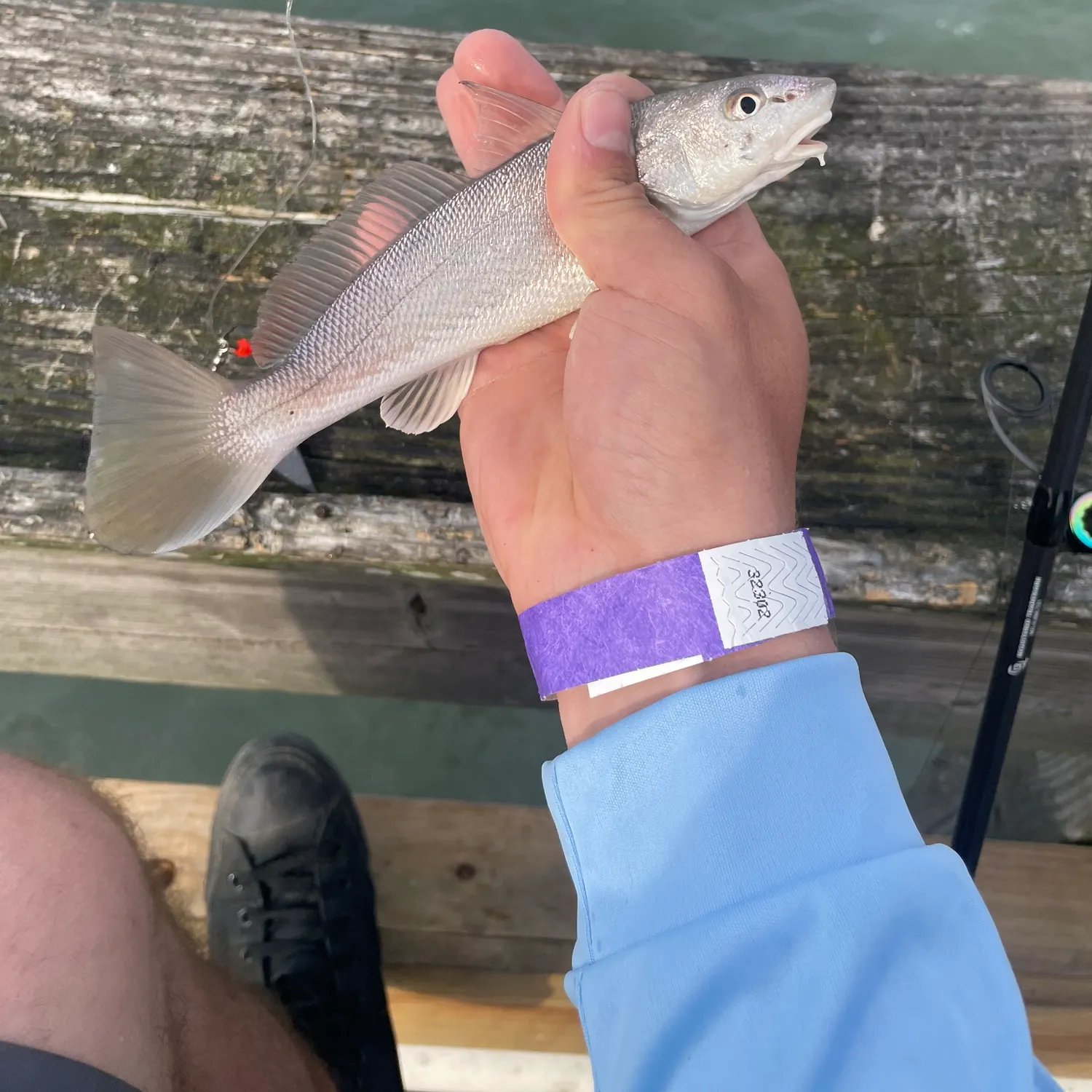 The most recent Whiting catches on Fishbrain