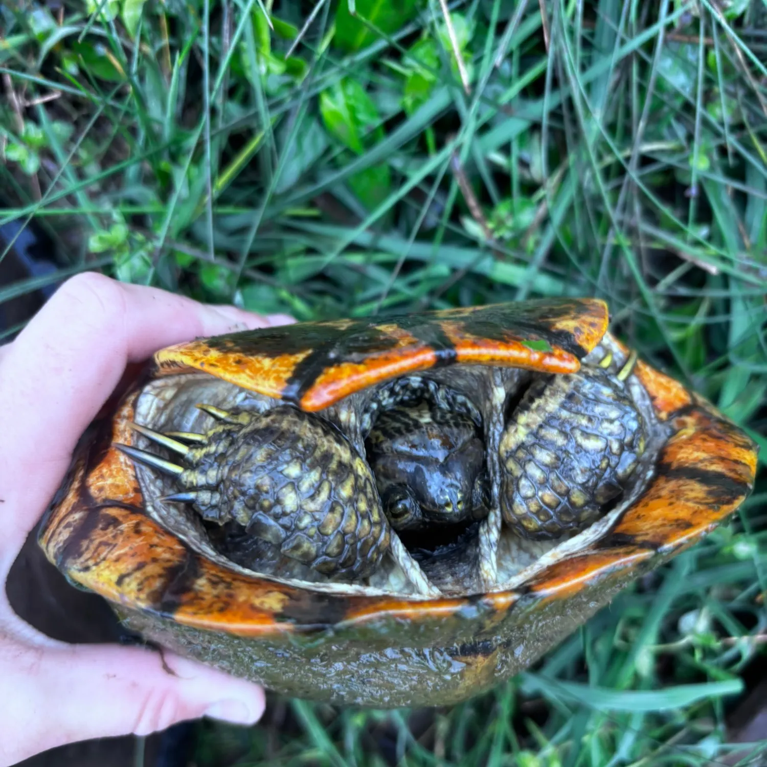 The most recent Banded guitarfish catches on Fishbrain