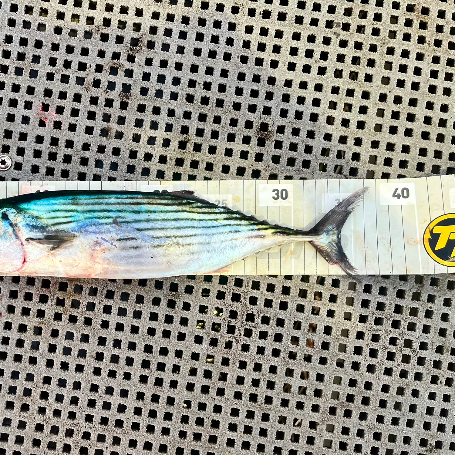 The most recent Australian bonito catches on Fishbrain