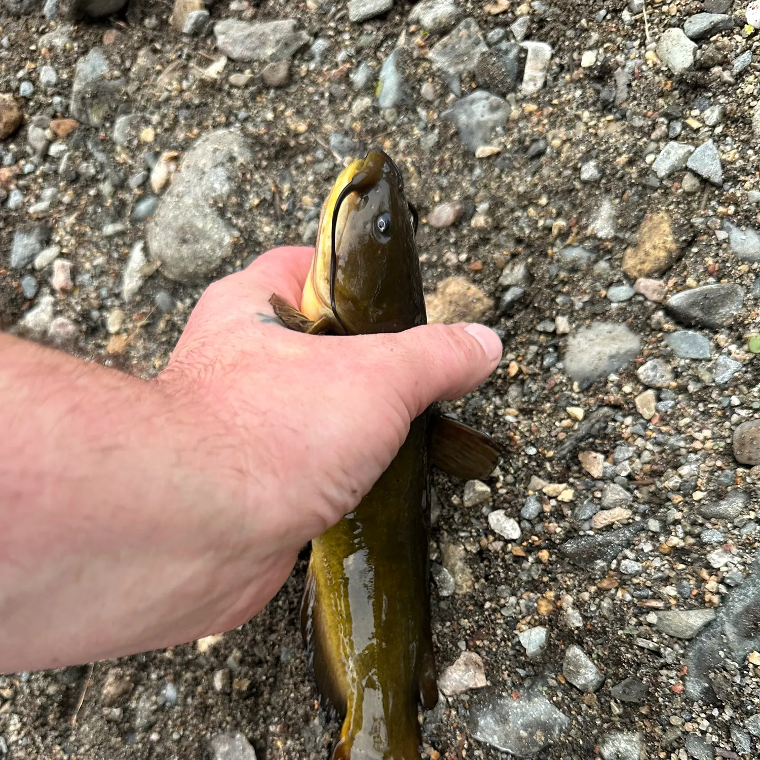 Yellow bullhead caught on Fishbrain
