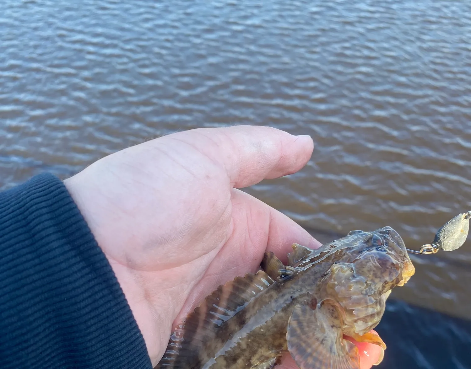 Oyster toadfish