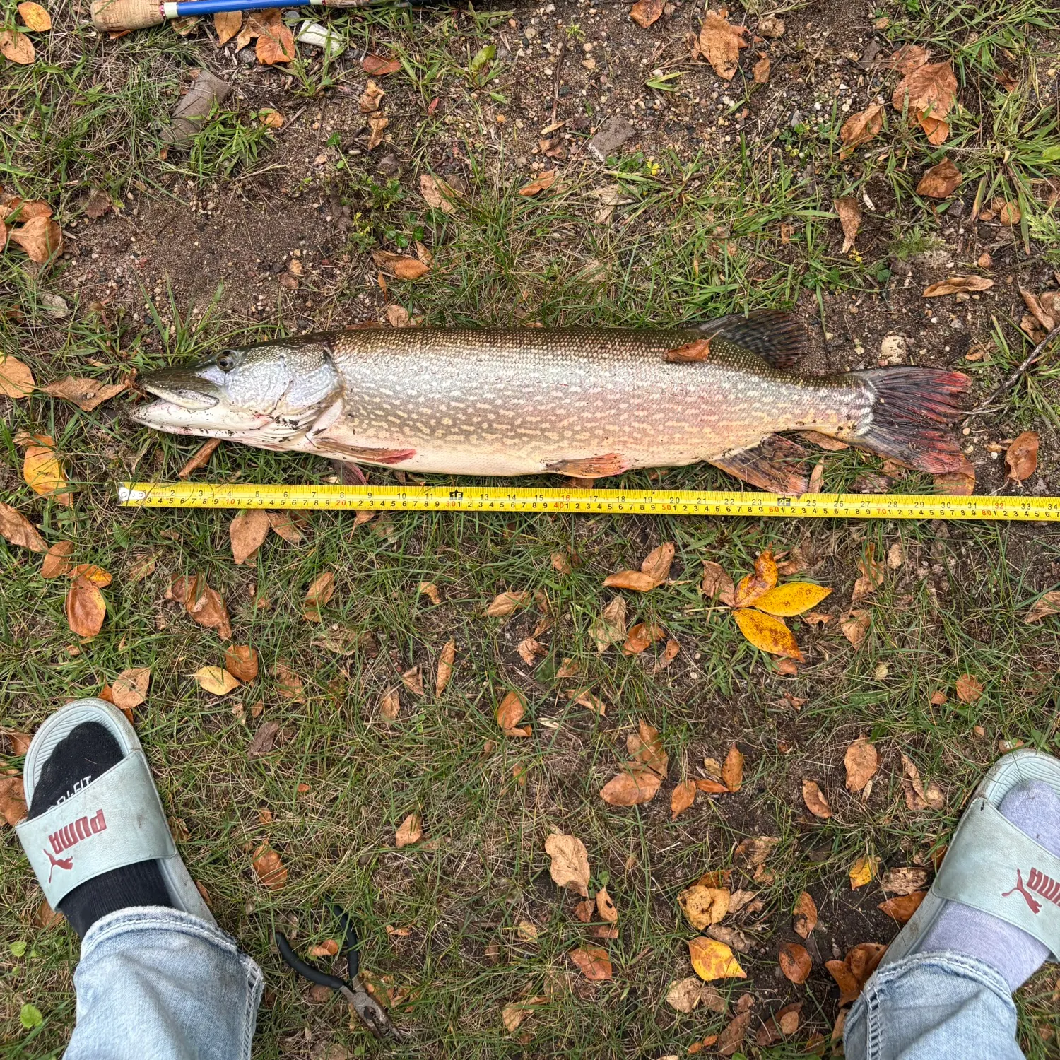 Northern pike caught on Fishbrain
