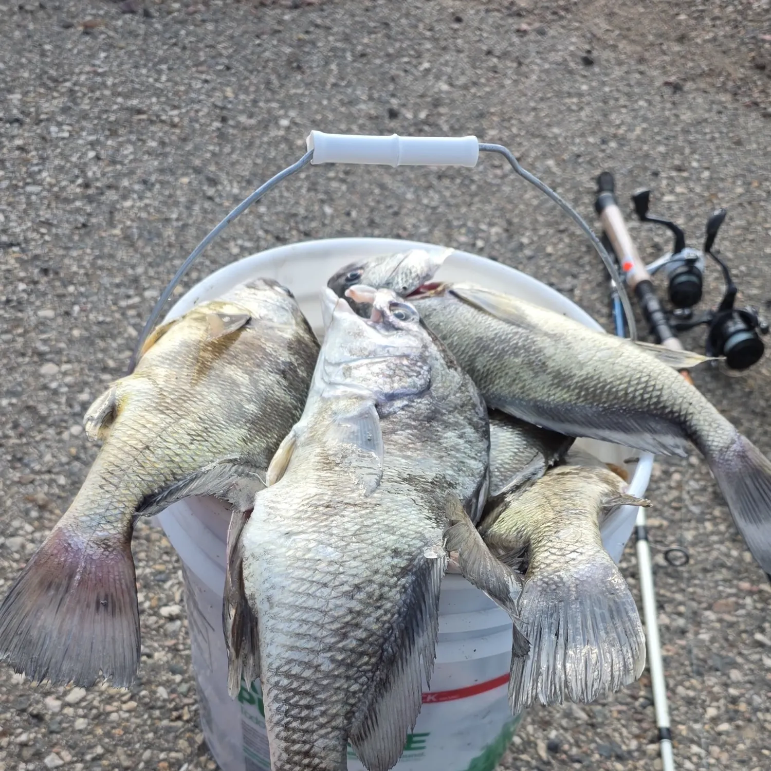 Channel catfish caught on Fishbrain
