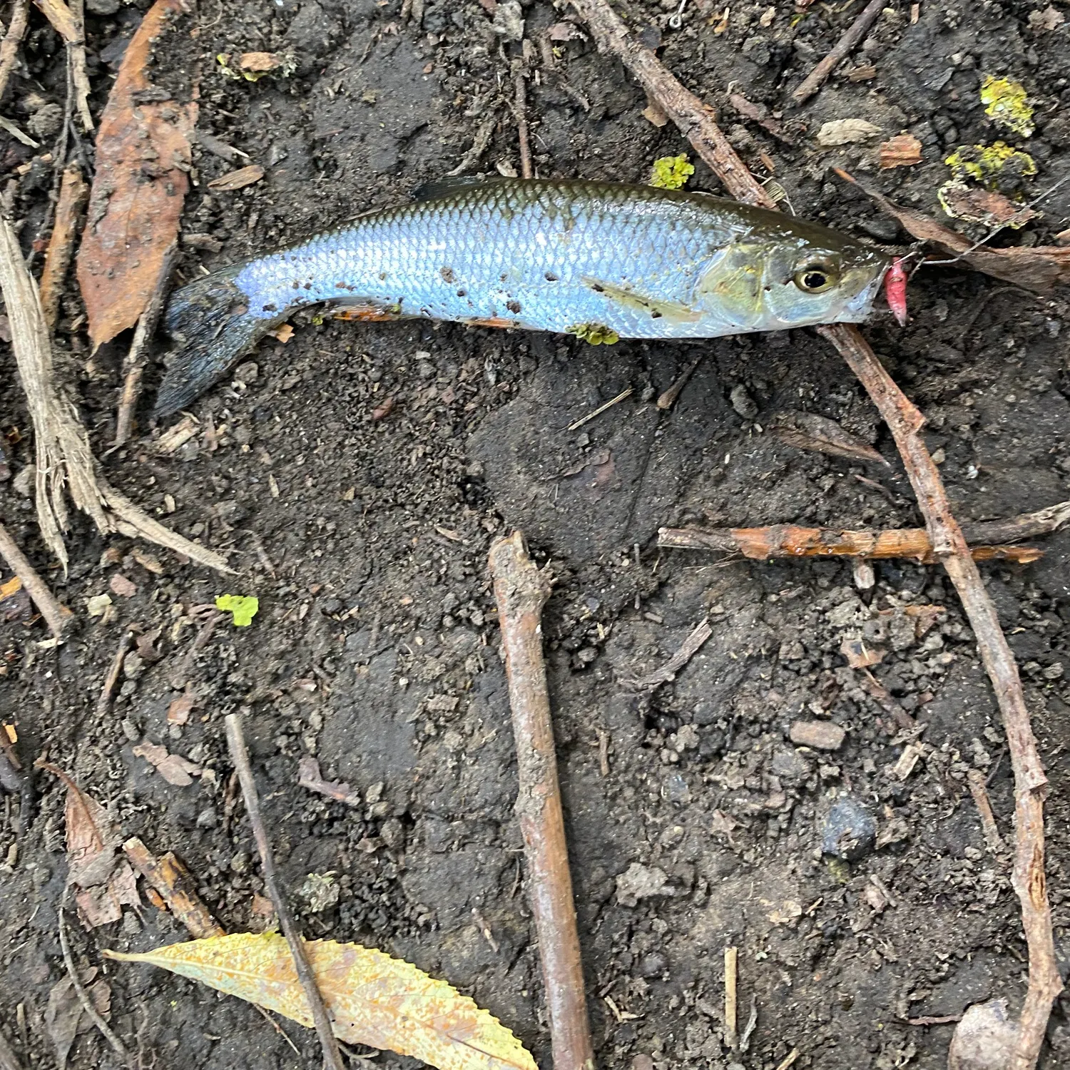 Common dace caught on Fishbrain