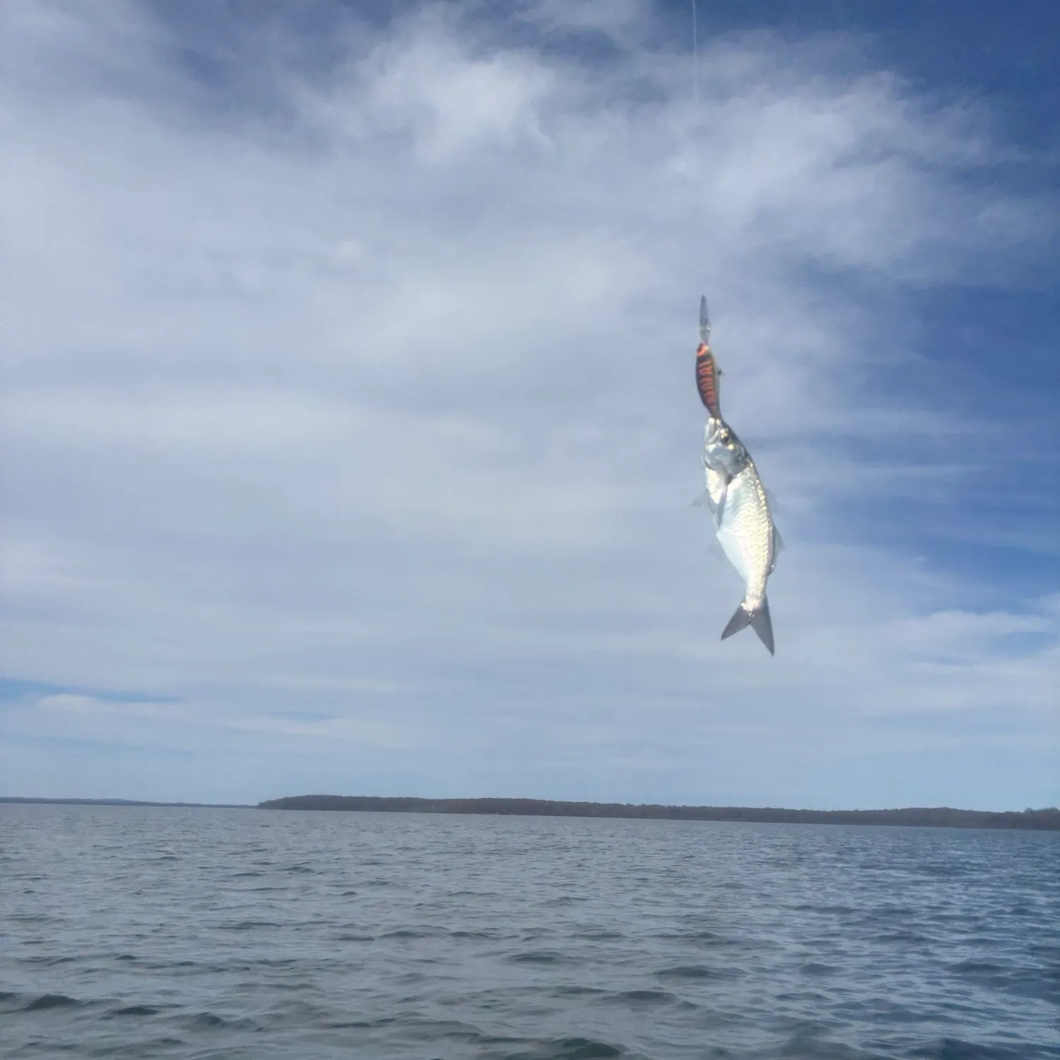 Bluefish caught on Fishbrain