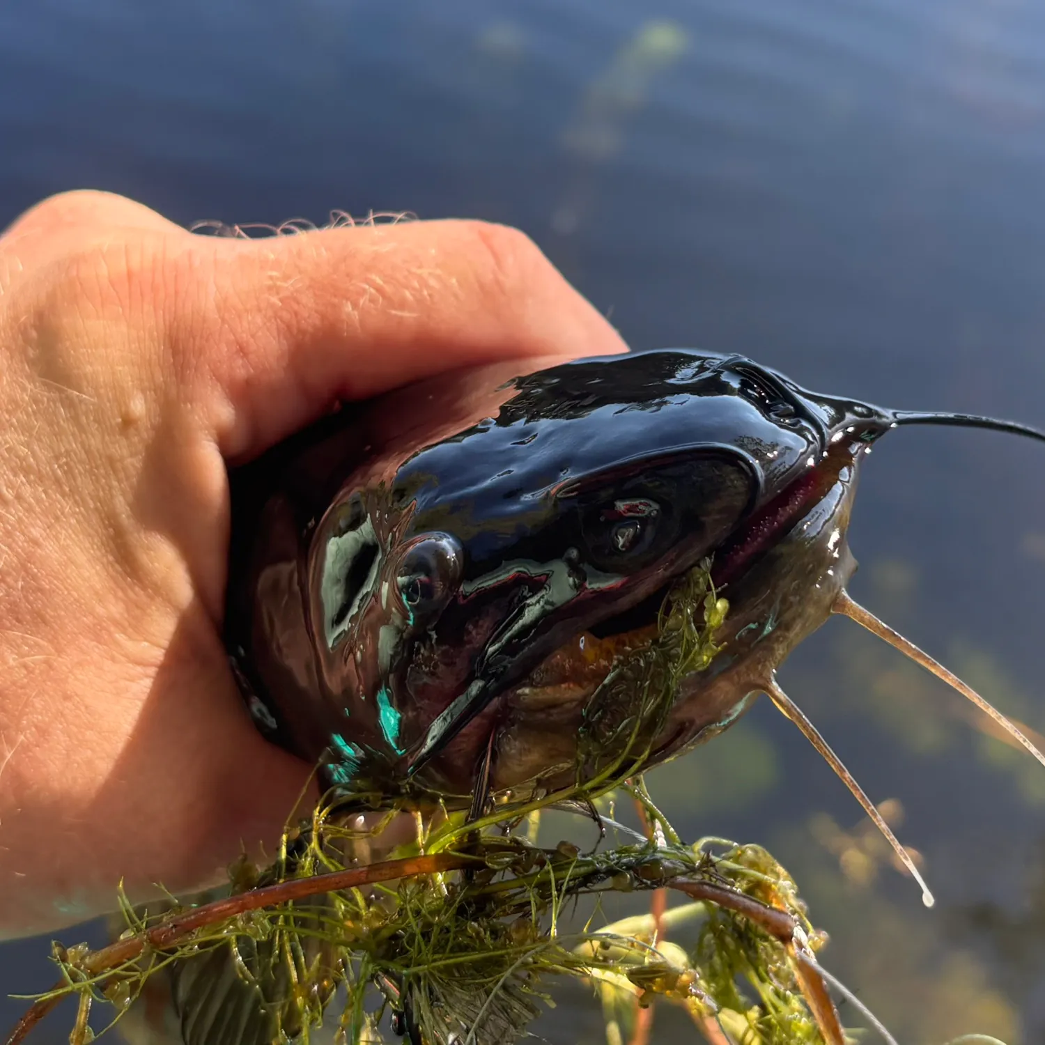 Brown bullhead caught on Fishbrain