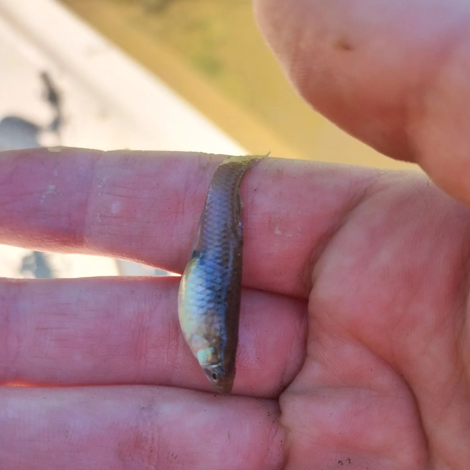 The most recent Eastern mosquitofish catches on Fishbrain