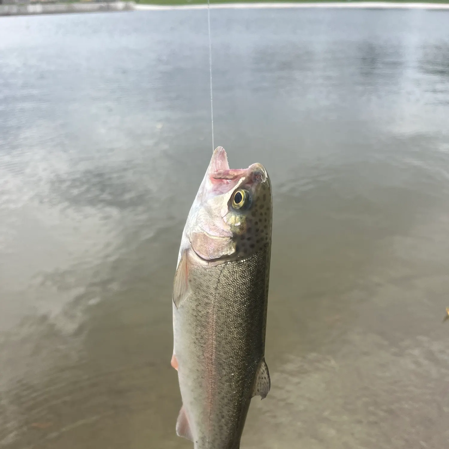 Rainbow trout caught on Fishbrain