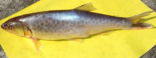 Trout barb