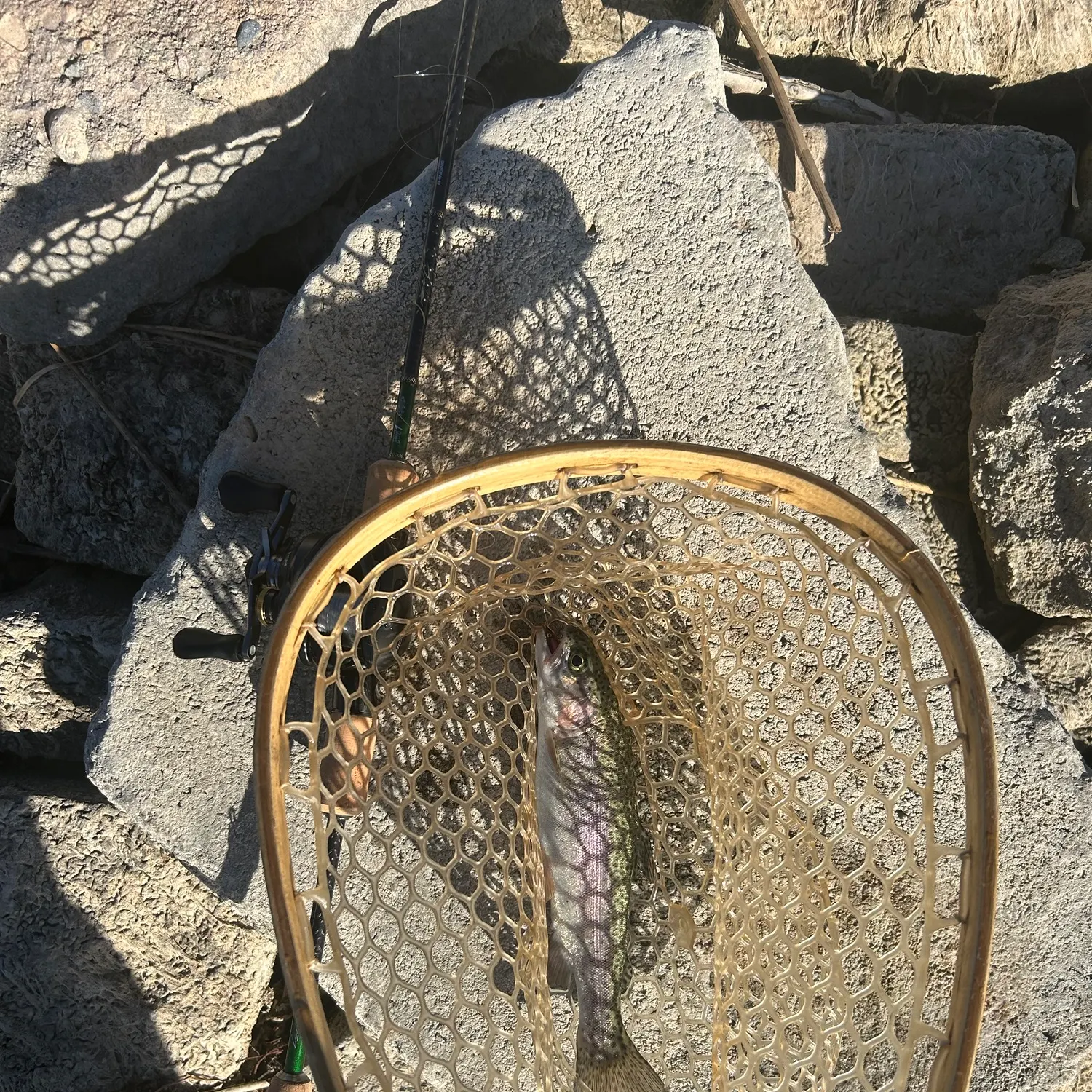 Rainbow trout caught on Fishbrain