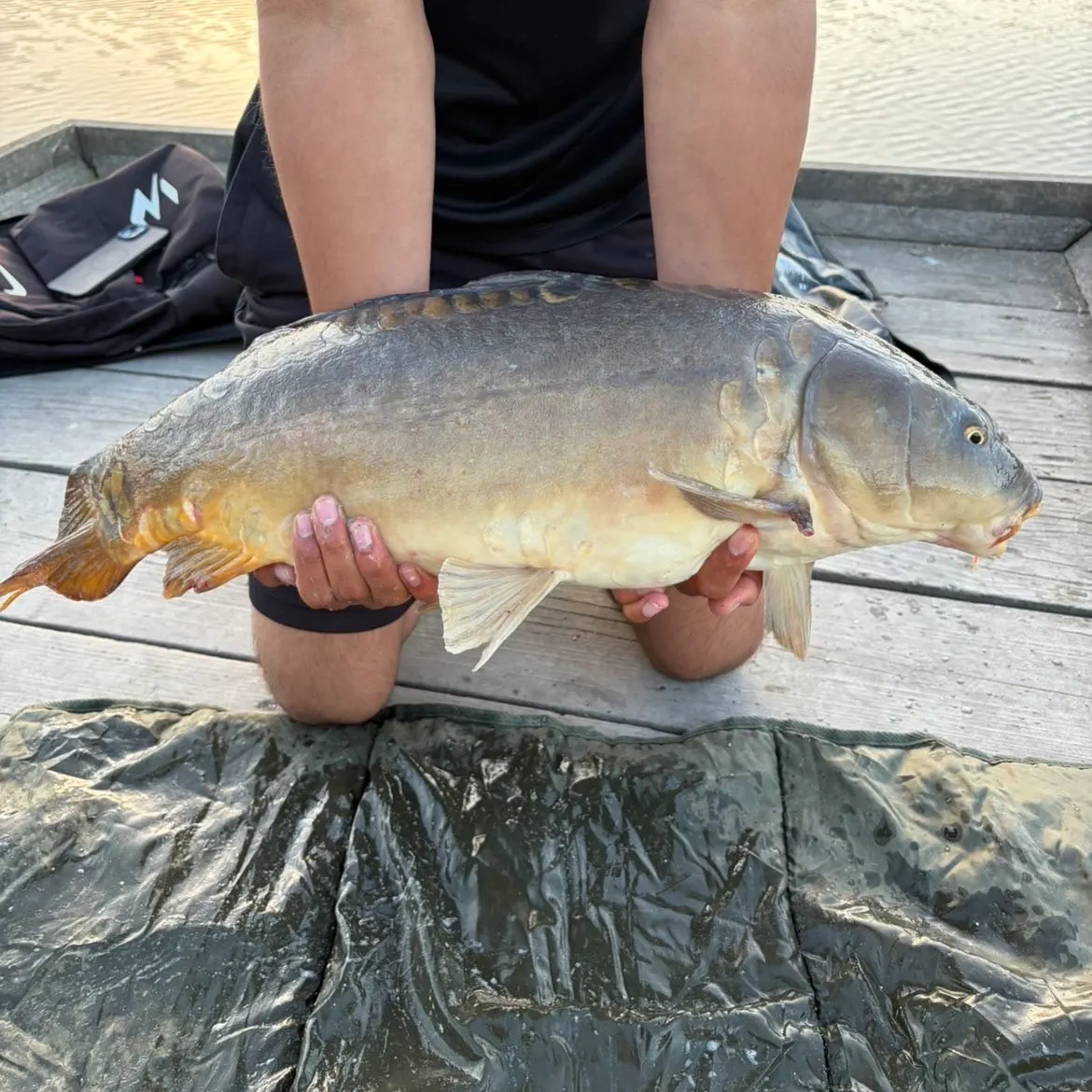 Mirror carp caught on Fishbrain