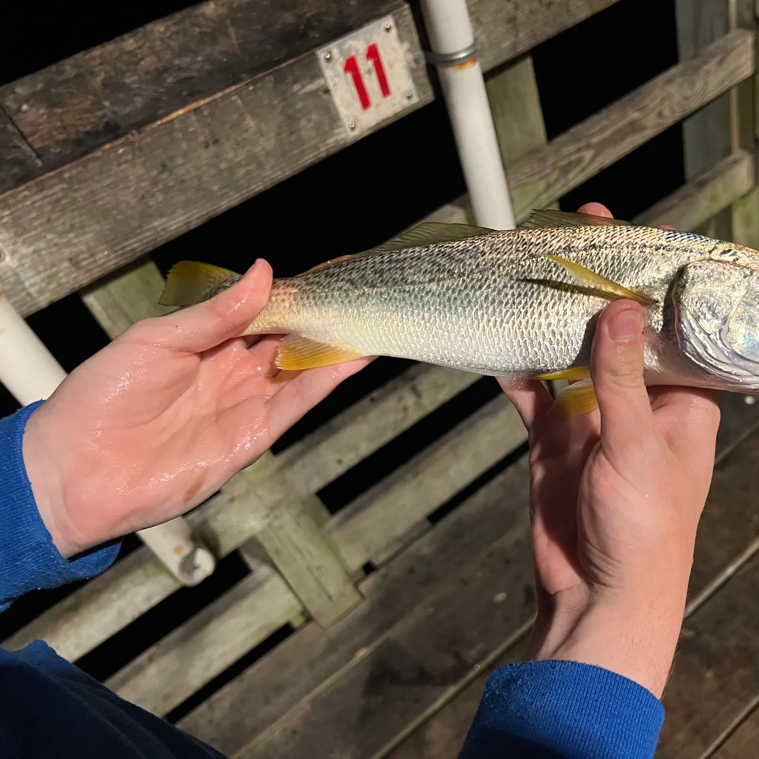 Gray weakfish caught on Fishbrain