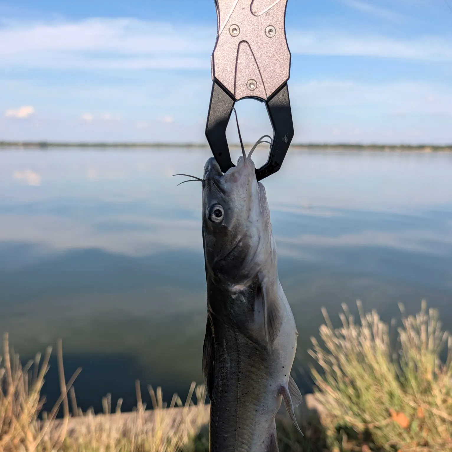 Channel catfish caught on Fishbrain
