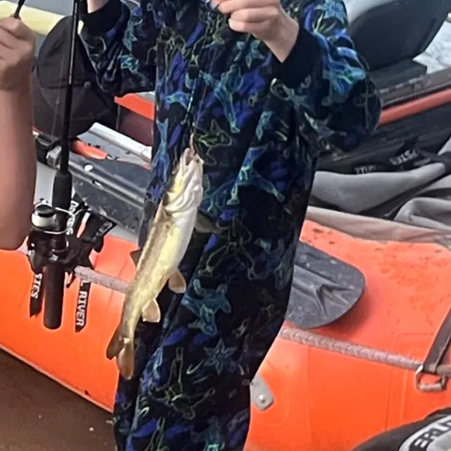 The most recent Northern pikeminnow catches on Fishbrain