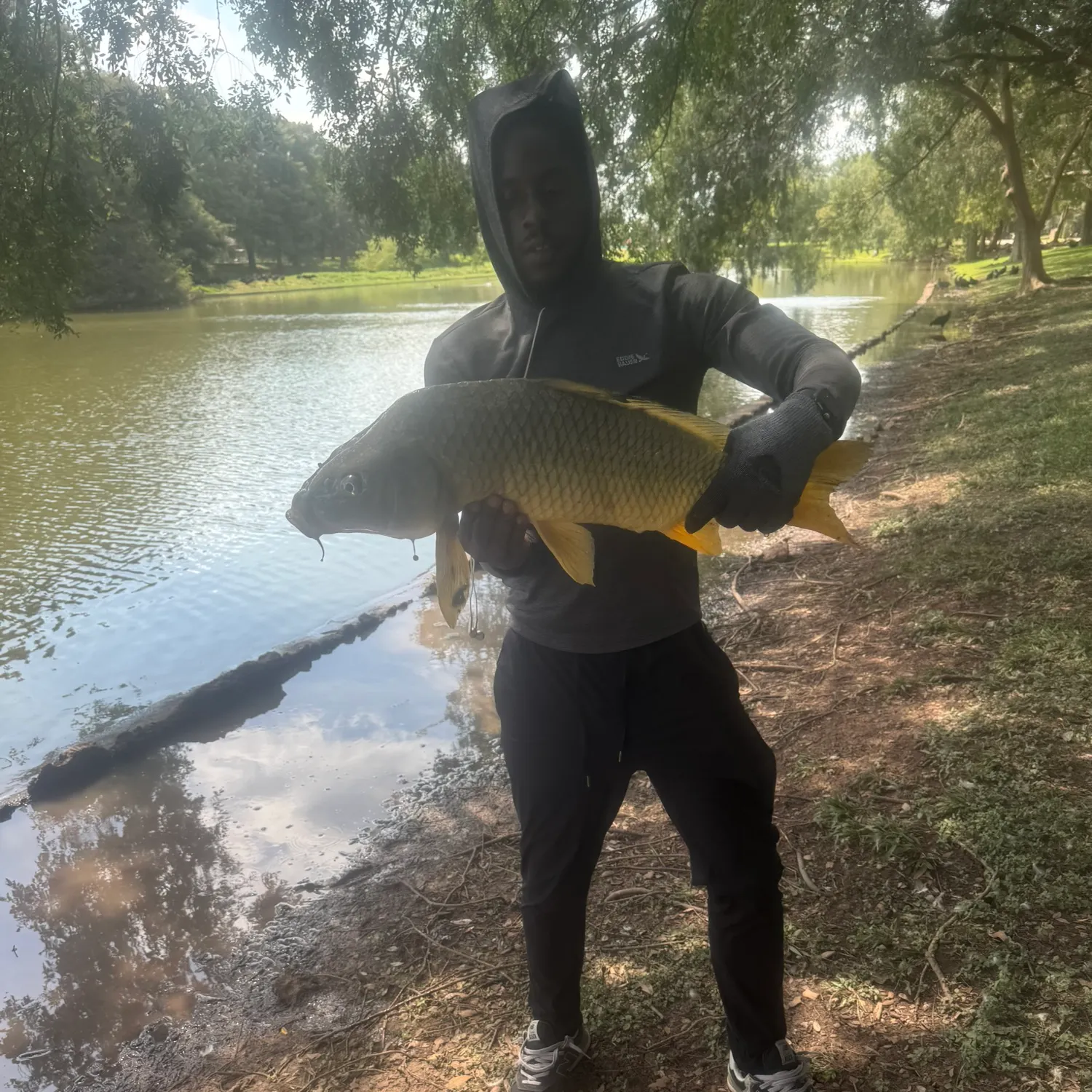 Common carp caught on Fishbrain