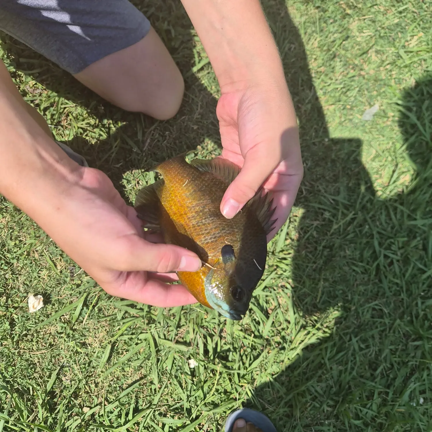 Bluegill caught on Fishbrain