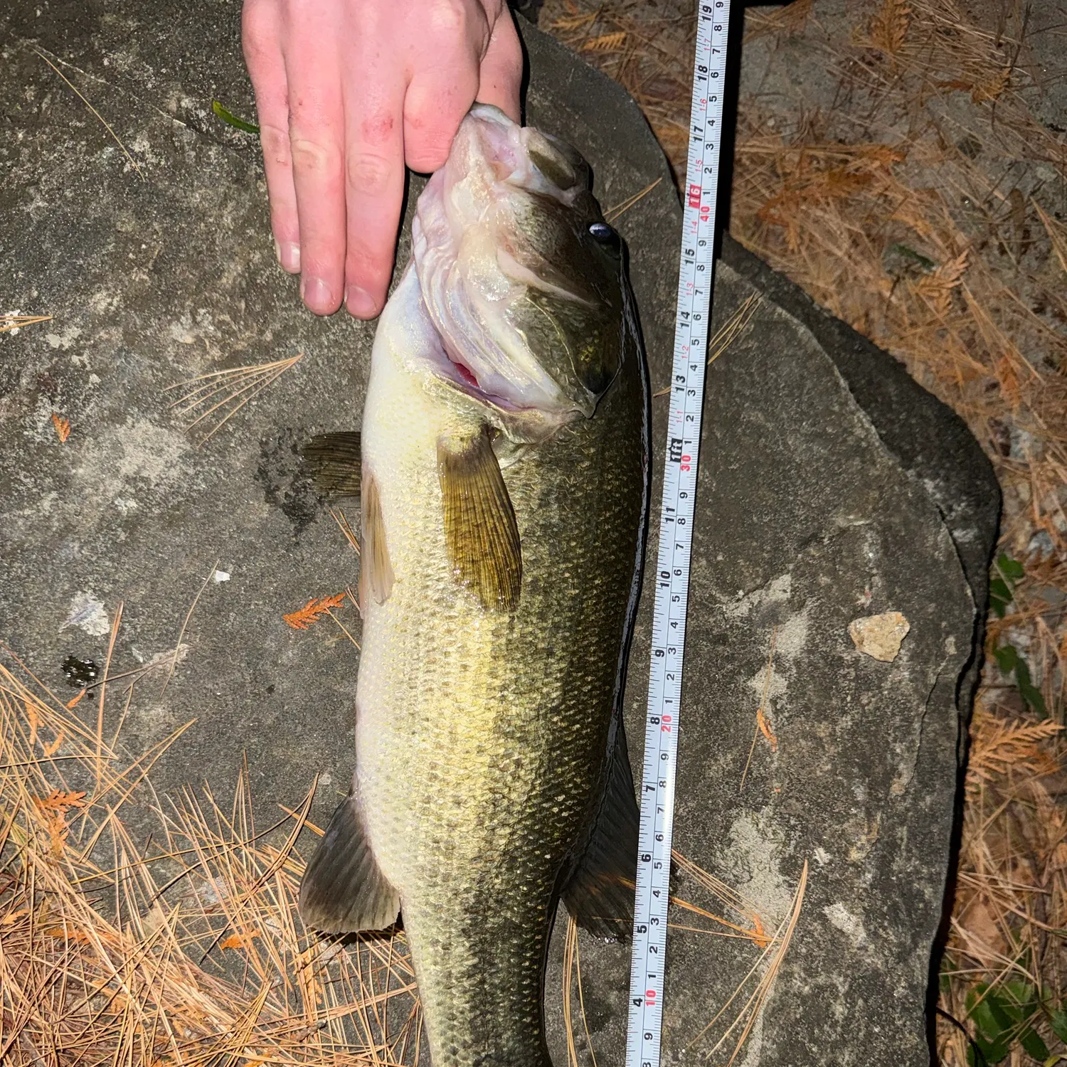 Largemouth bass caught on Fishbrain